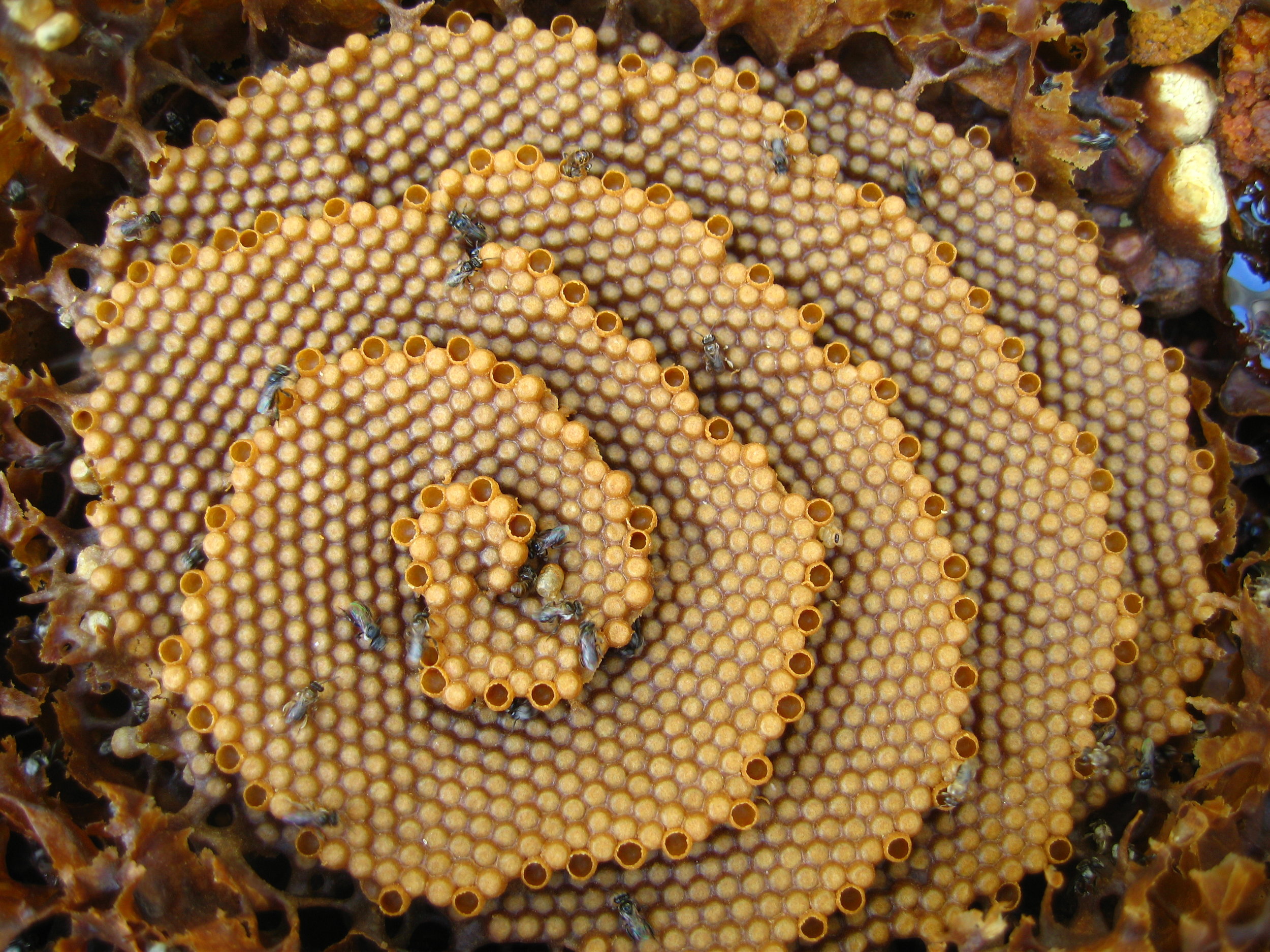 spiral brood - split native hive 1.jpg