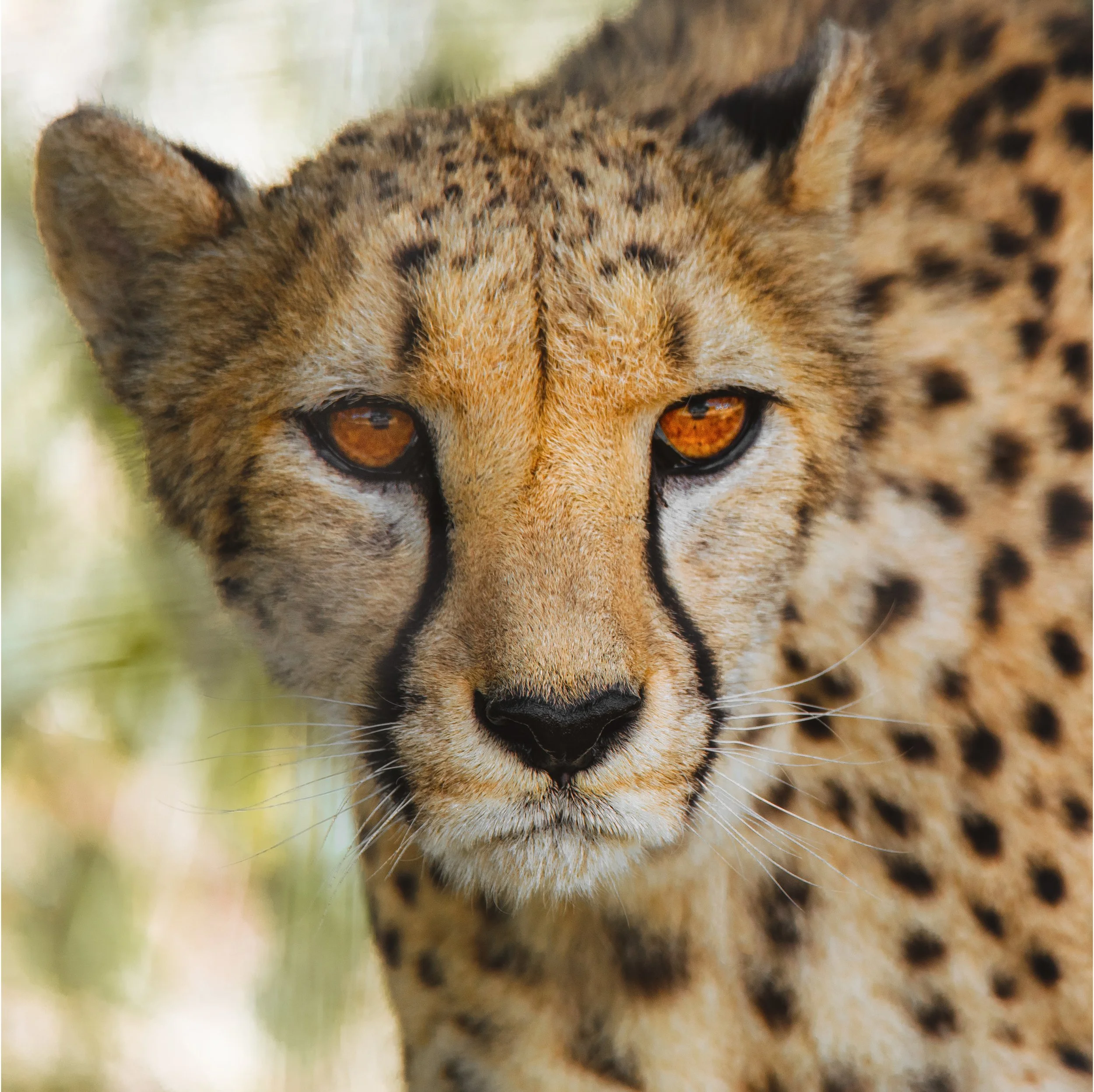 Cheetah Sq PortBord.jpg