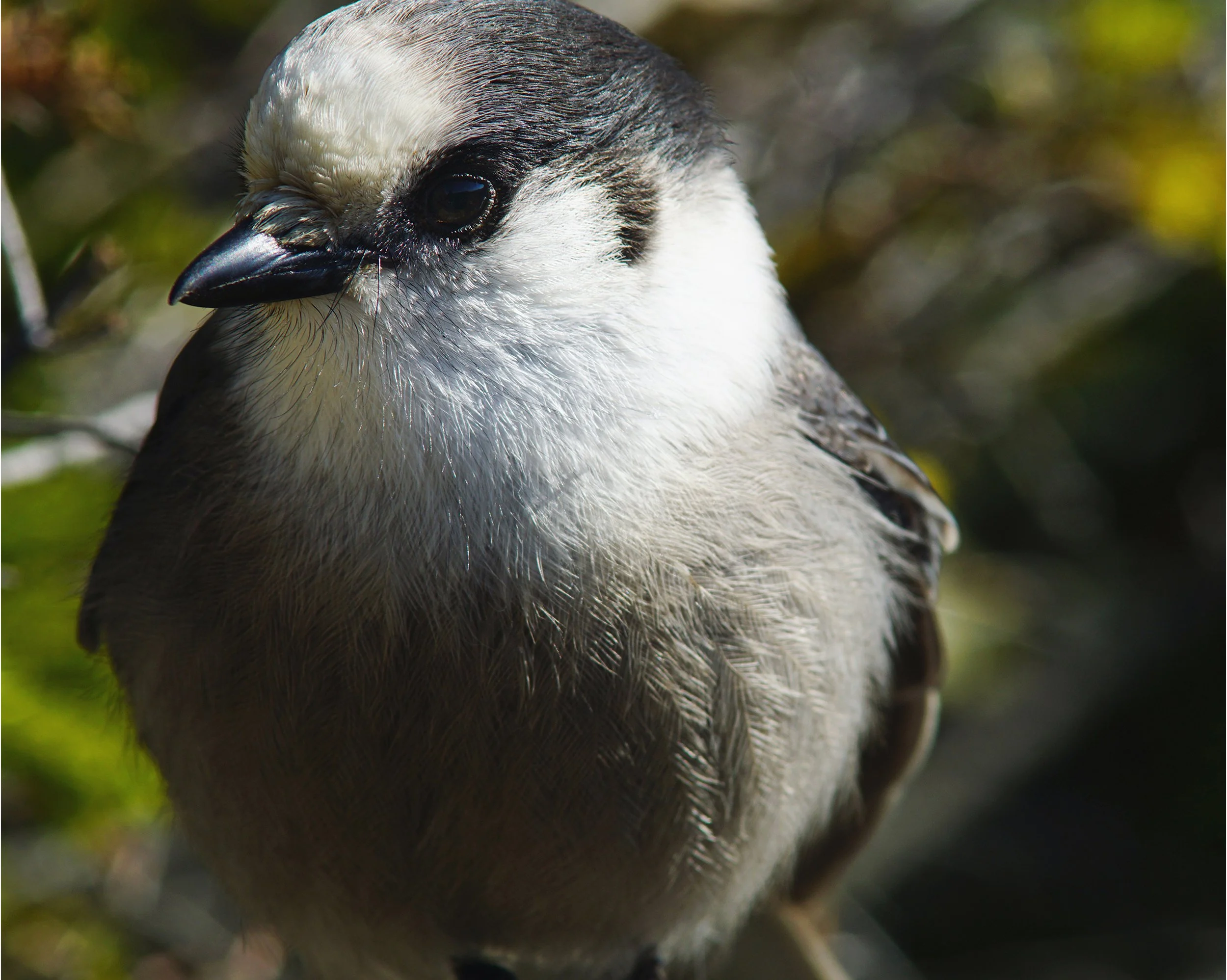 06 DSC00438 copy 2 PortBord.jpg