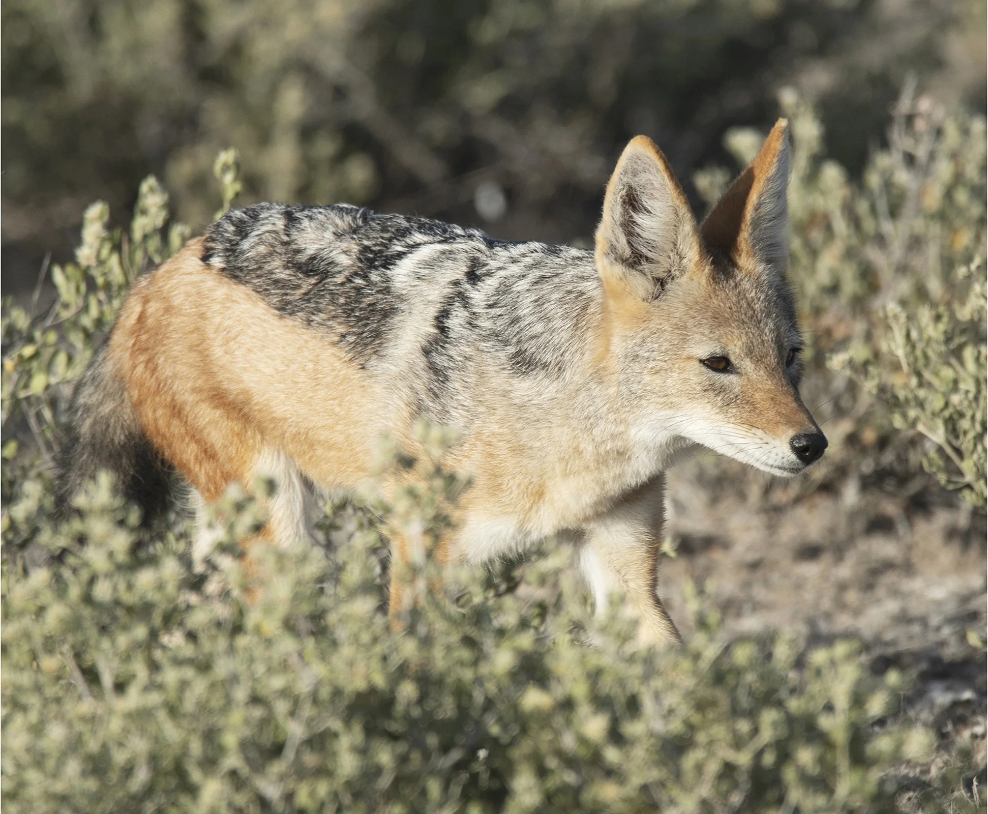 _DSC7155 copy 3 adj PortBord.jpg