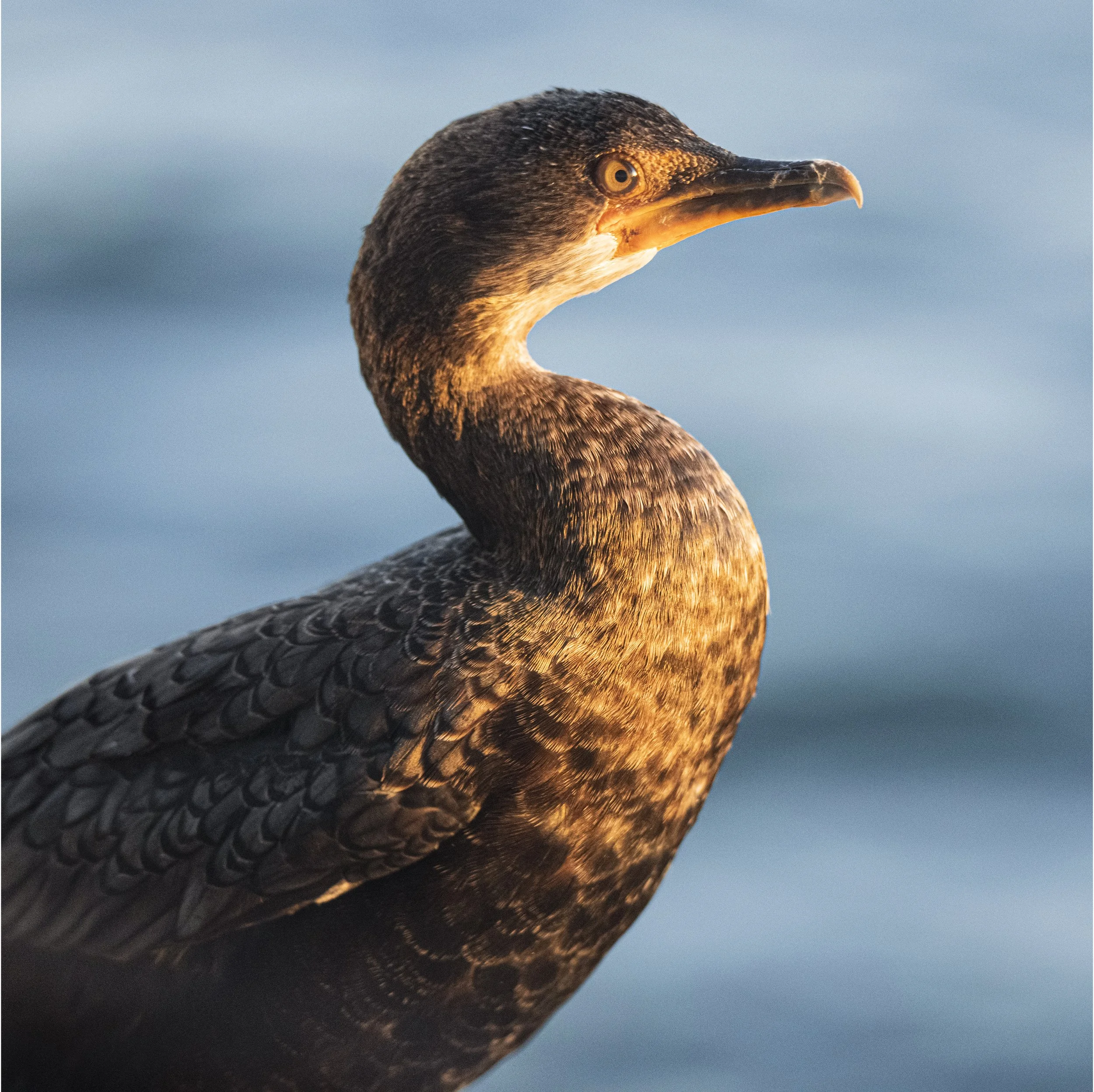 _DSC5686 copy sq copy PortBord.jpg