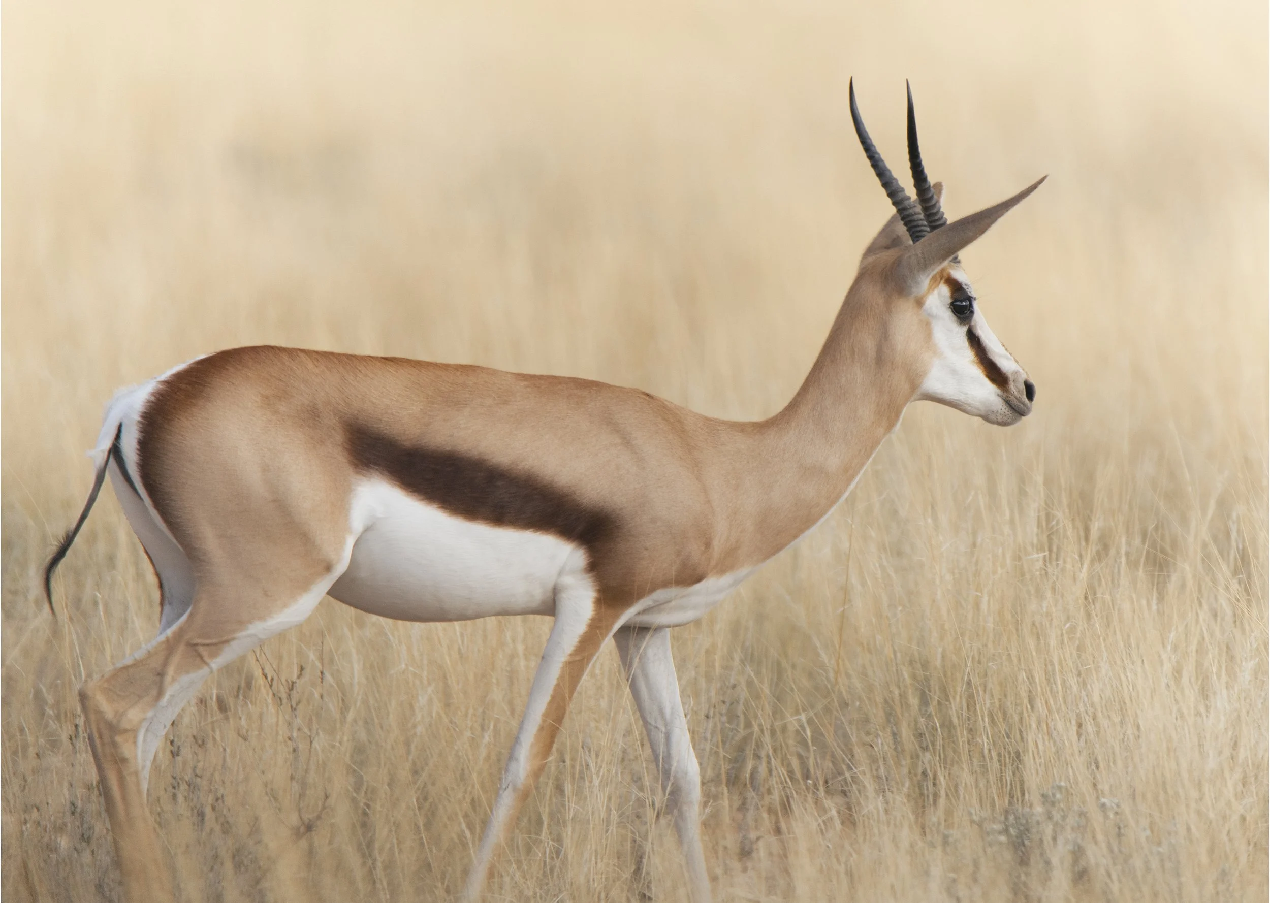 _DSC4286 copy 2 PortBord.jpg