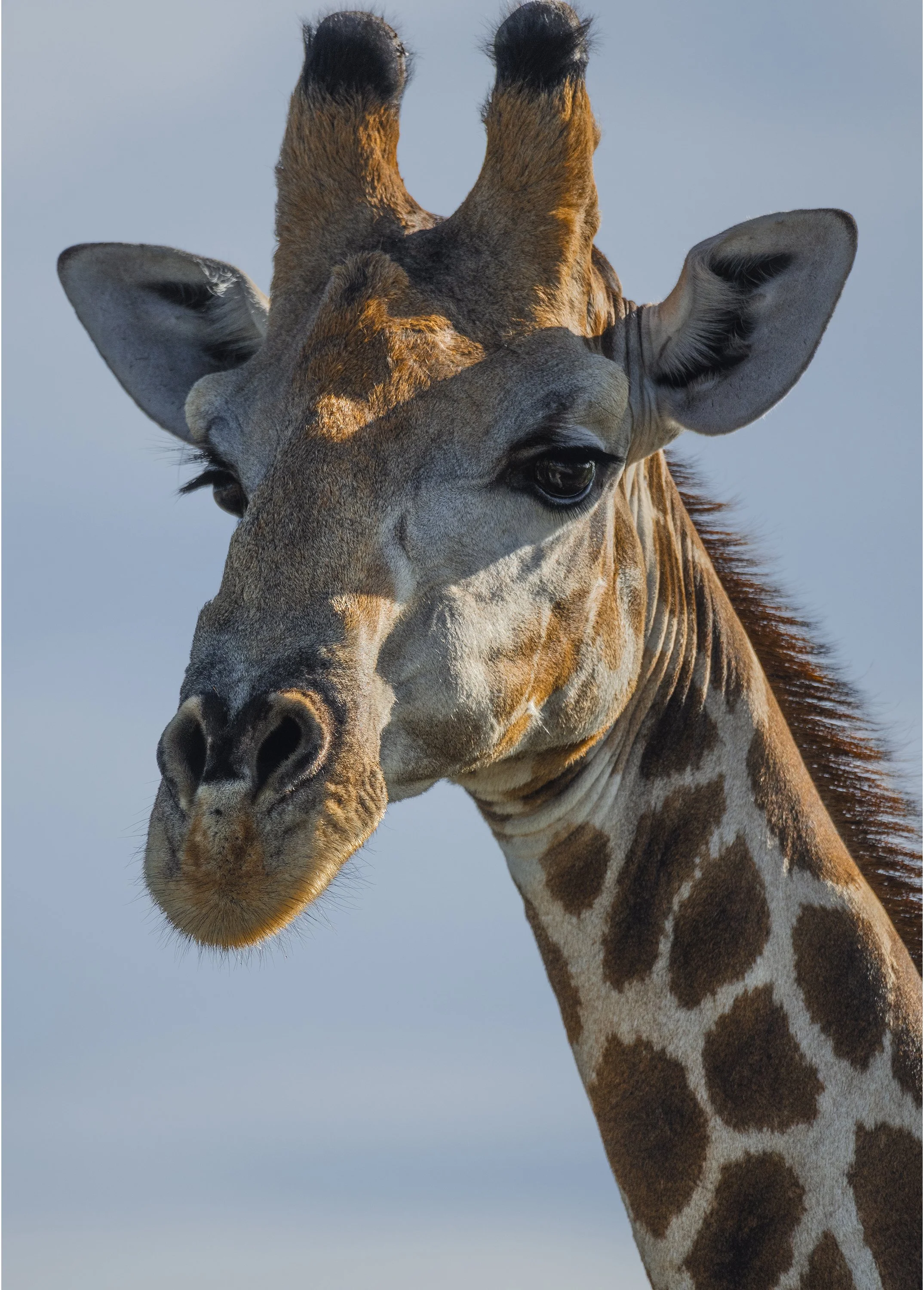 _DSC7199 copy 2 PortBord.jpg