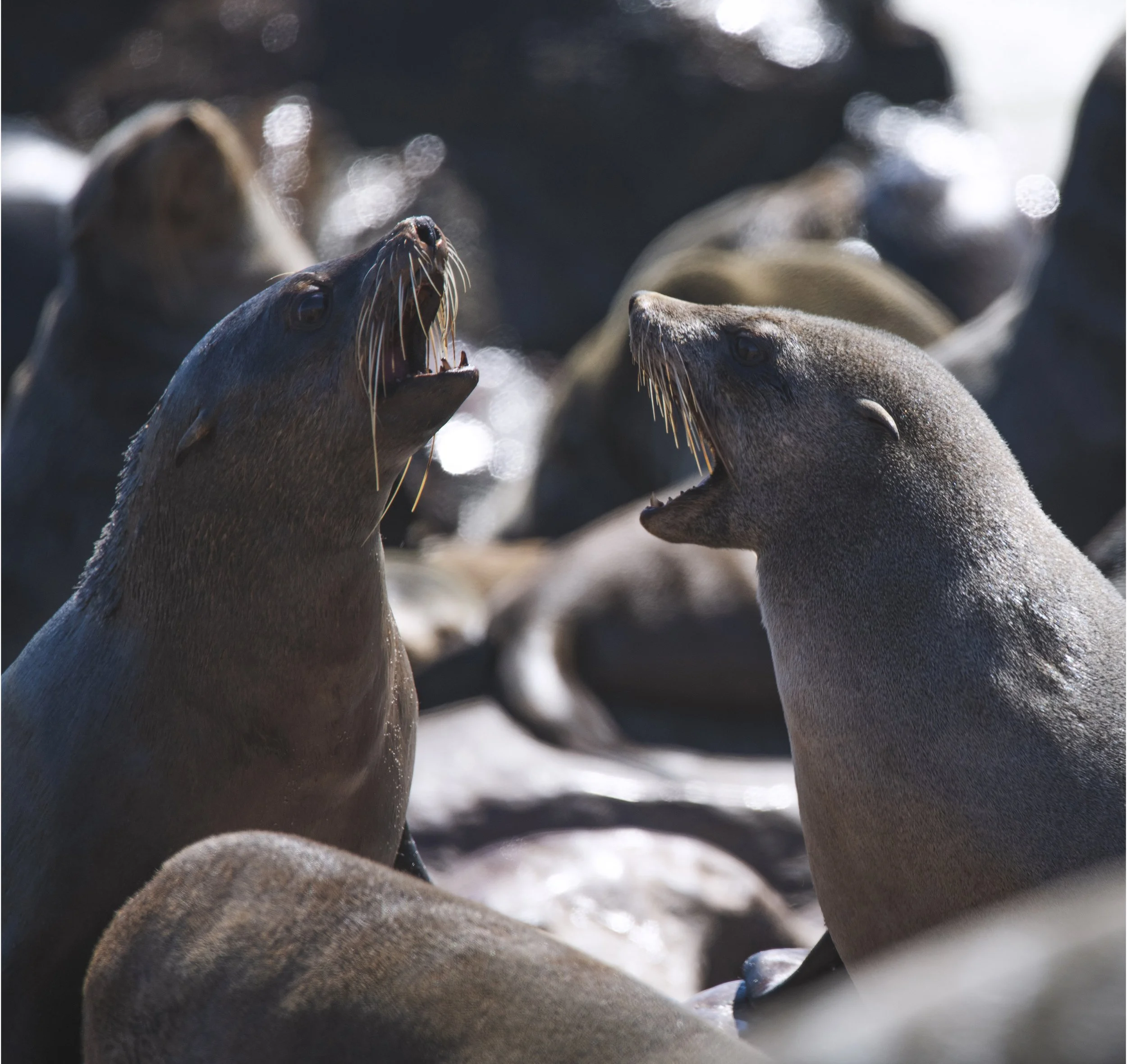 _DSC5957 copy Port Bord copy Darker.jpg