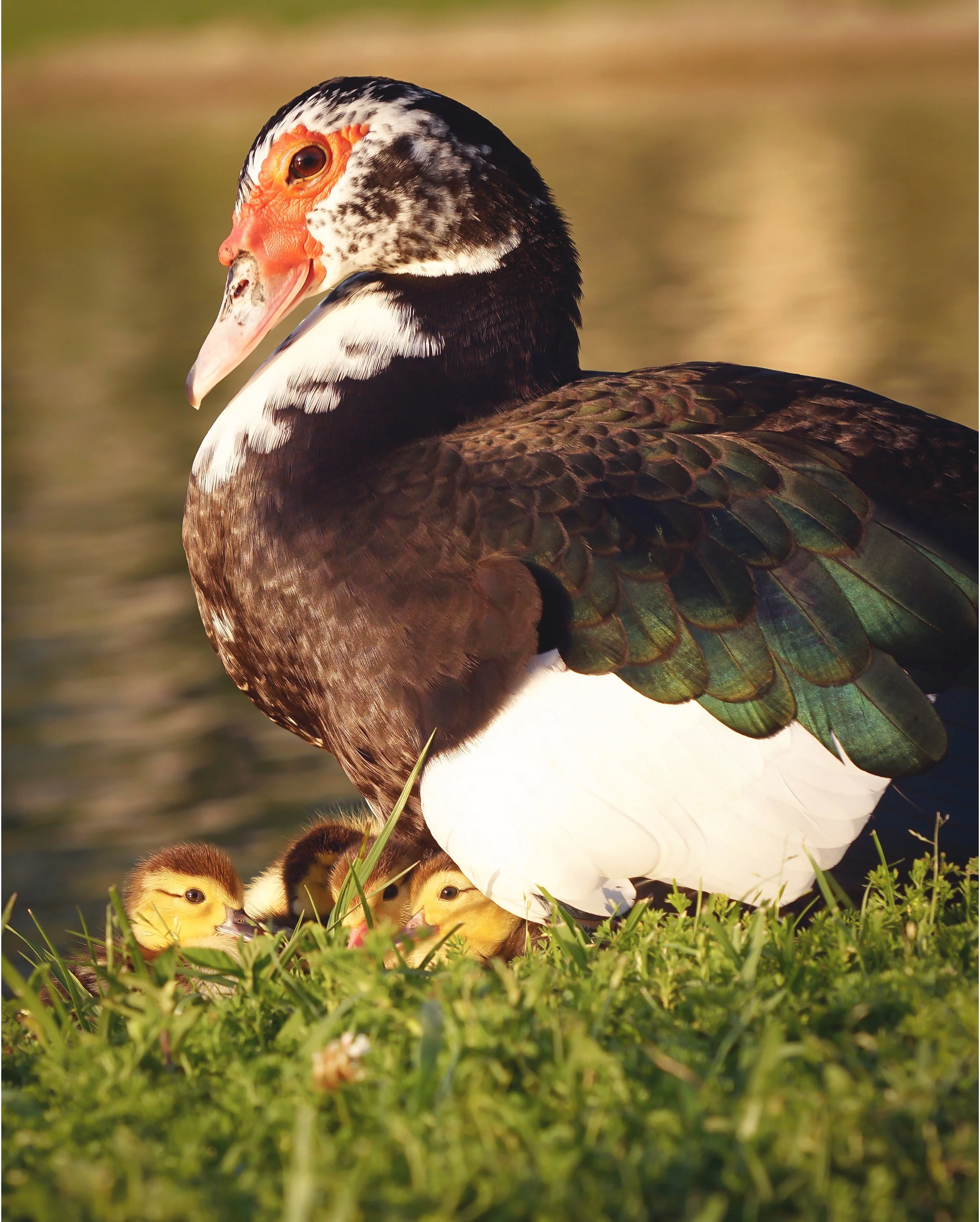 DSC01271 JPG Edit copy PortBord copy.jpg