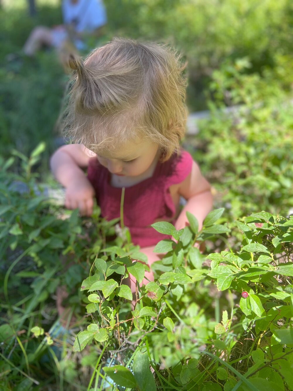 Explore Montana: Huckleberry Picking — 406 Families