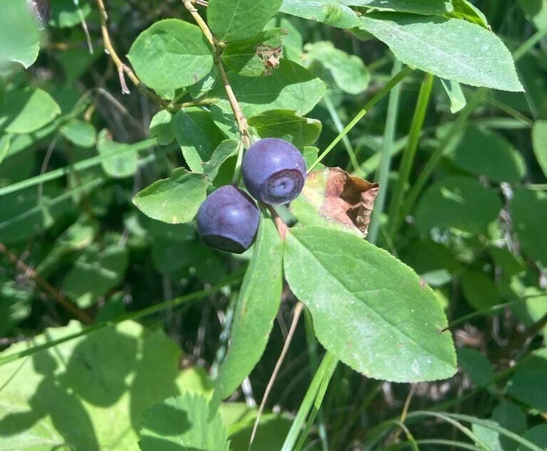 Explore Montana Huckleberry Picking — 406 Families