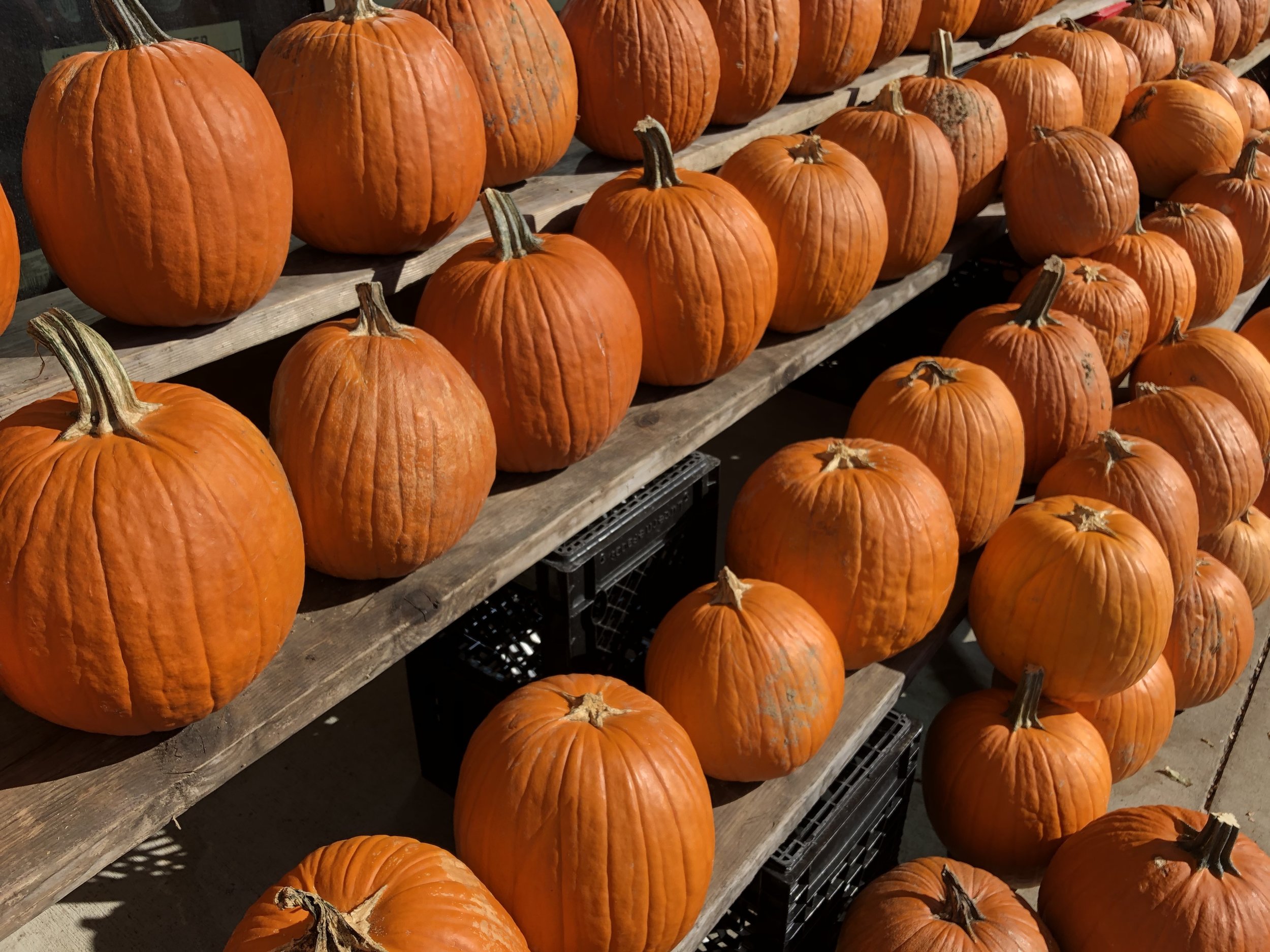 Сколько созревает тыква. Сколько созревает тыква. Сколько созревает тыква. Какого цвета хвостик у тыквы. Тыква для похудения.