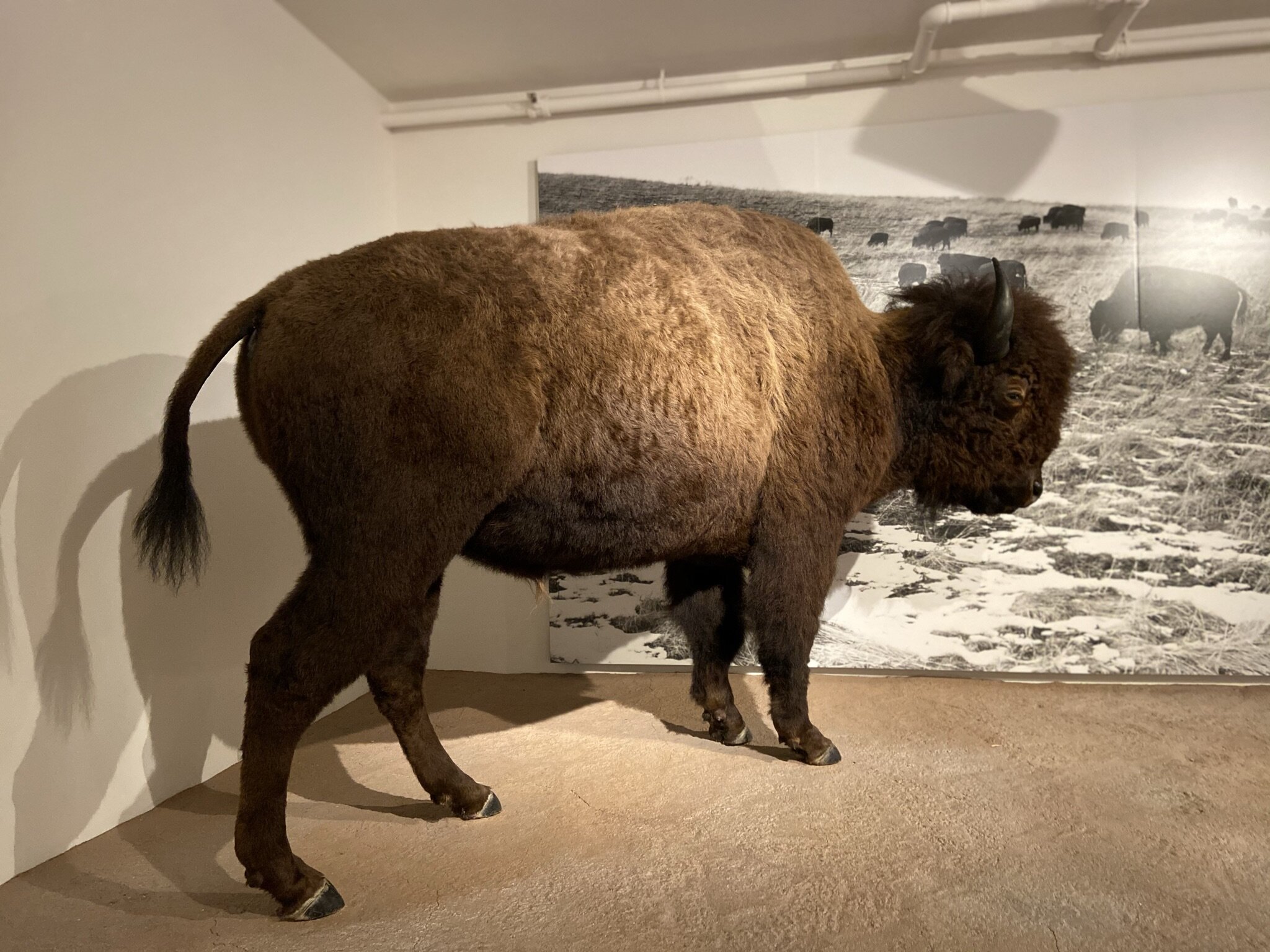 Welcome to Yellowstone Country Exhibit