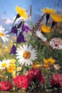 The Psychological Effects of Spring and The Reminder of Change
