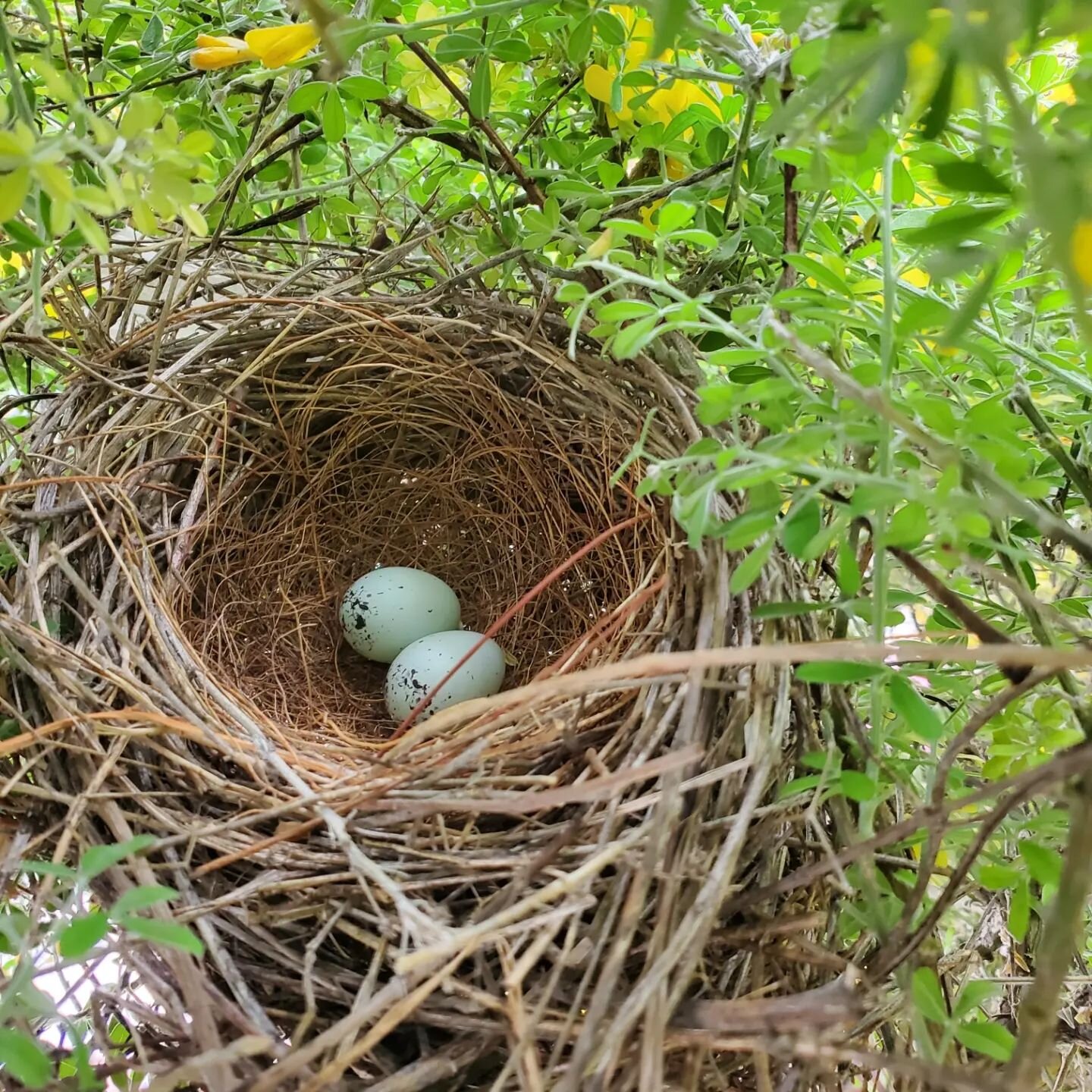 Happy Friday friends!!!

We ended our week with a beautiful surprise, the children at The Willows kept hearing noises in one of  the trees , as we became curious to know what it was to our surprise we found a bird nest. One of our friends pointed out