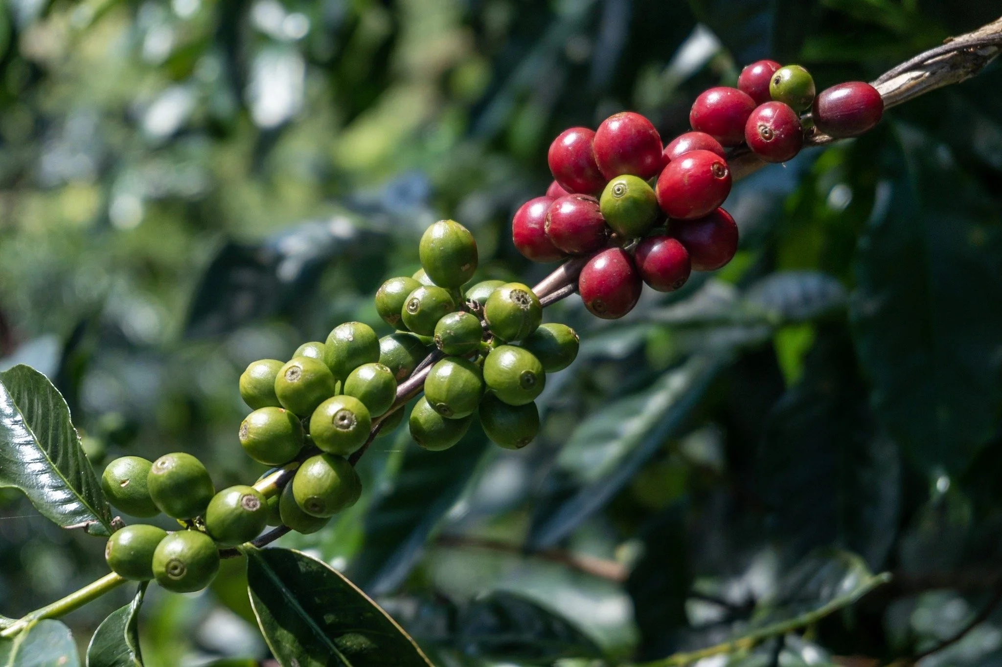 Close-up of coffee cherries on a branch, with green cherries turning red, surrounded by green leaves.