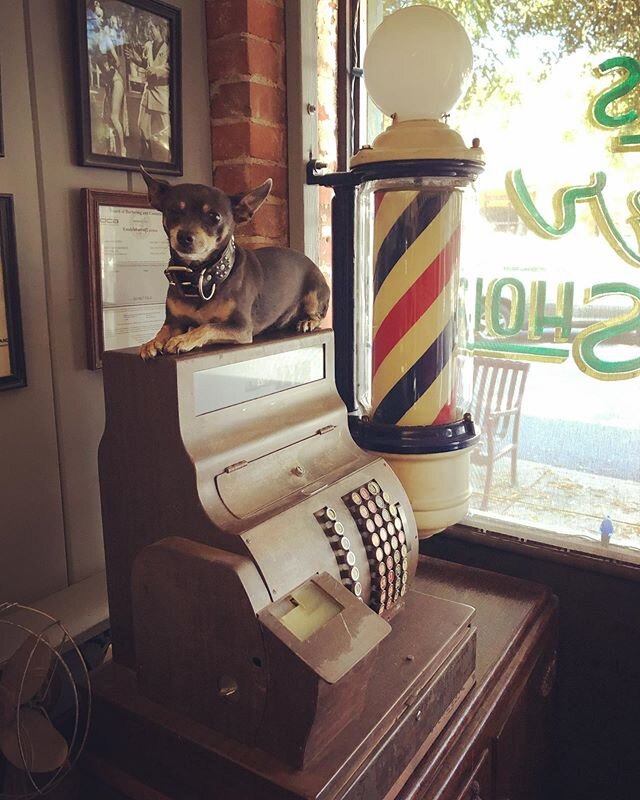 My 🐶 waiting for the shop to open! 👍🏼💈✂️ #upland #smothersbarbers #barber #barbershop #smothersbarbershop #dog #chihuahua #chihuahuasofinstagram #historicdowntownupland #barberpole #cashregister #opencalifornianow