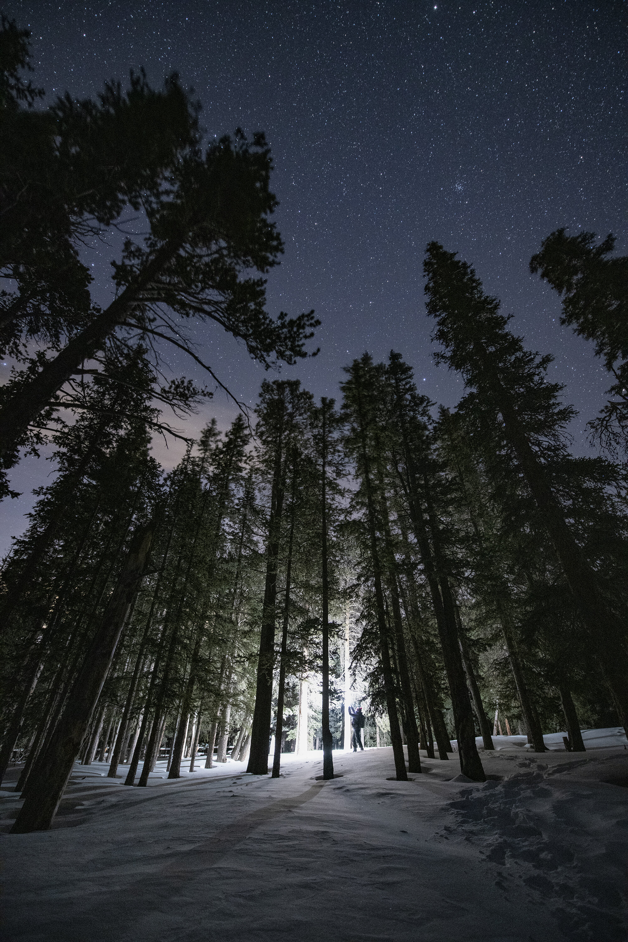 Lost in the Woods