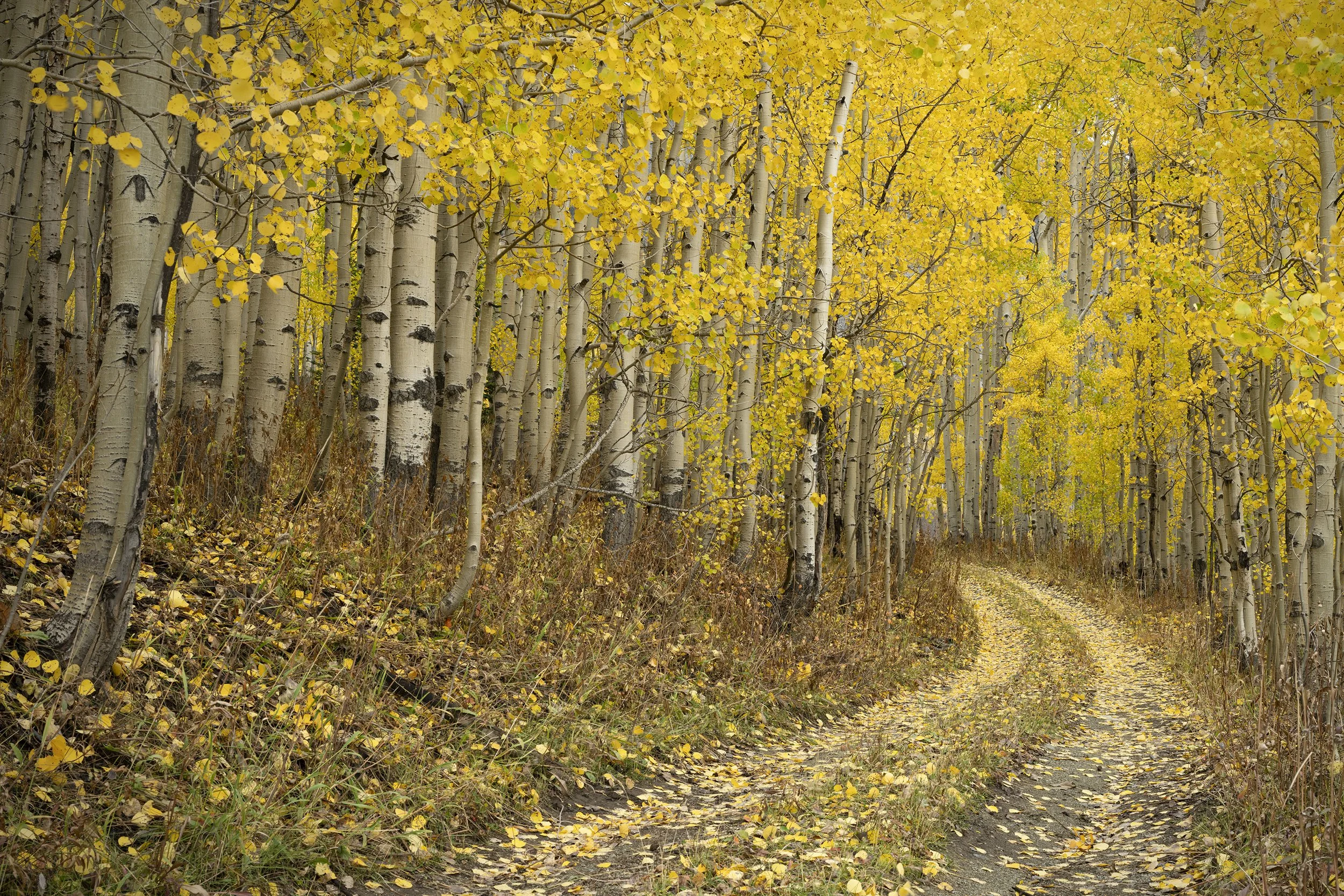 Gothic hidden road aspens1273.jpg