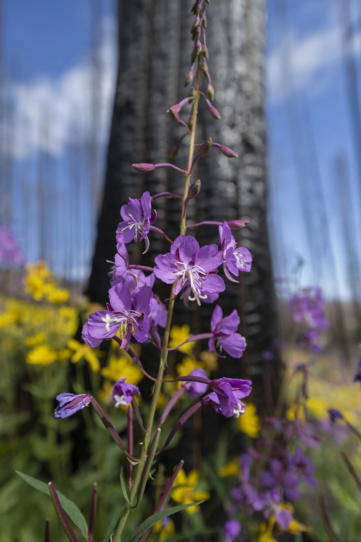 Stillwater pass purple flower bark 9398 copy.jpg