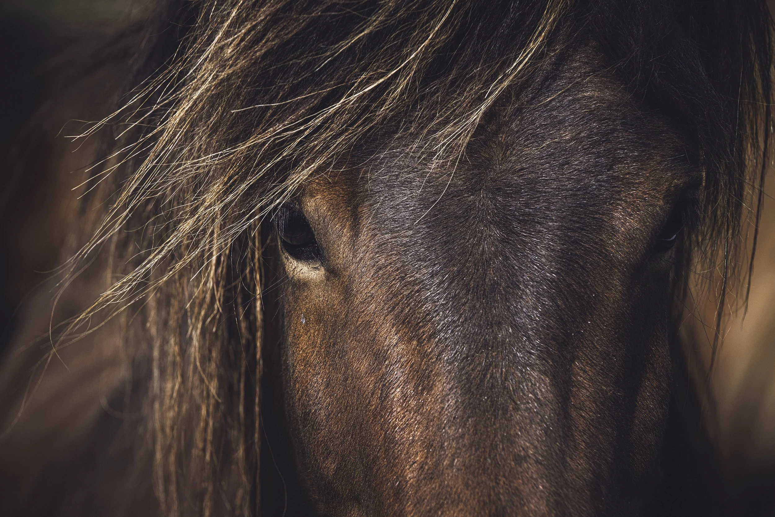 Horse eyes hair.jpg