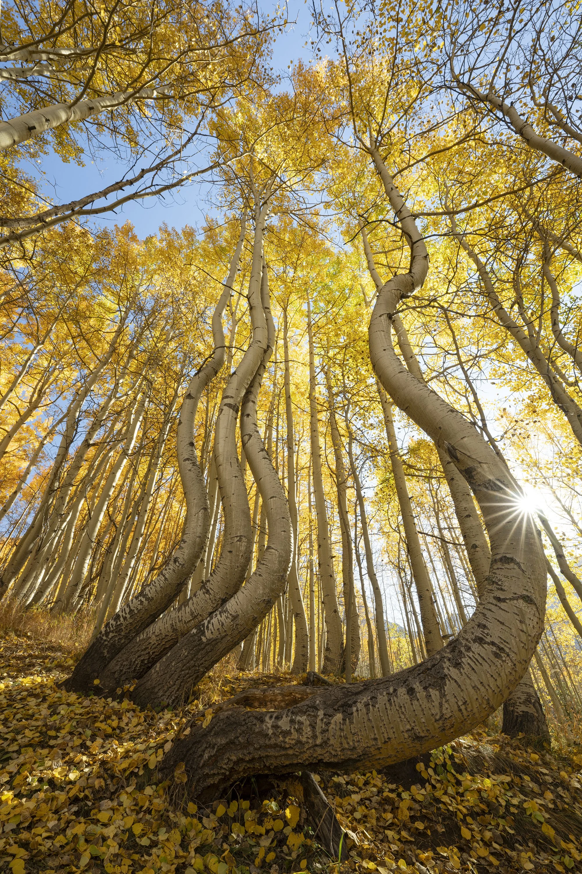 Dancing aspens four2145.jpg