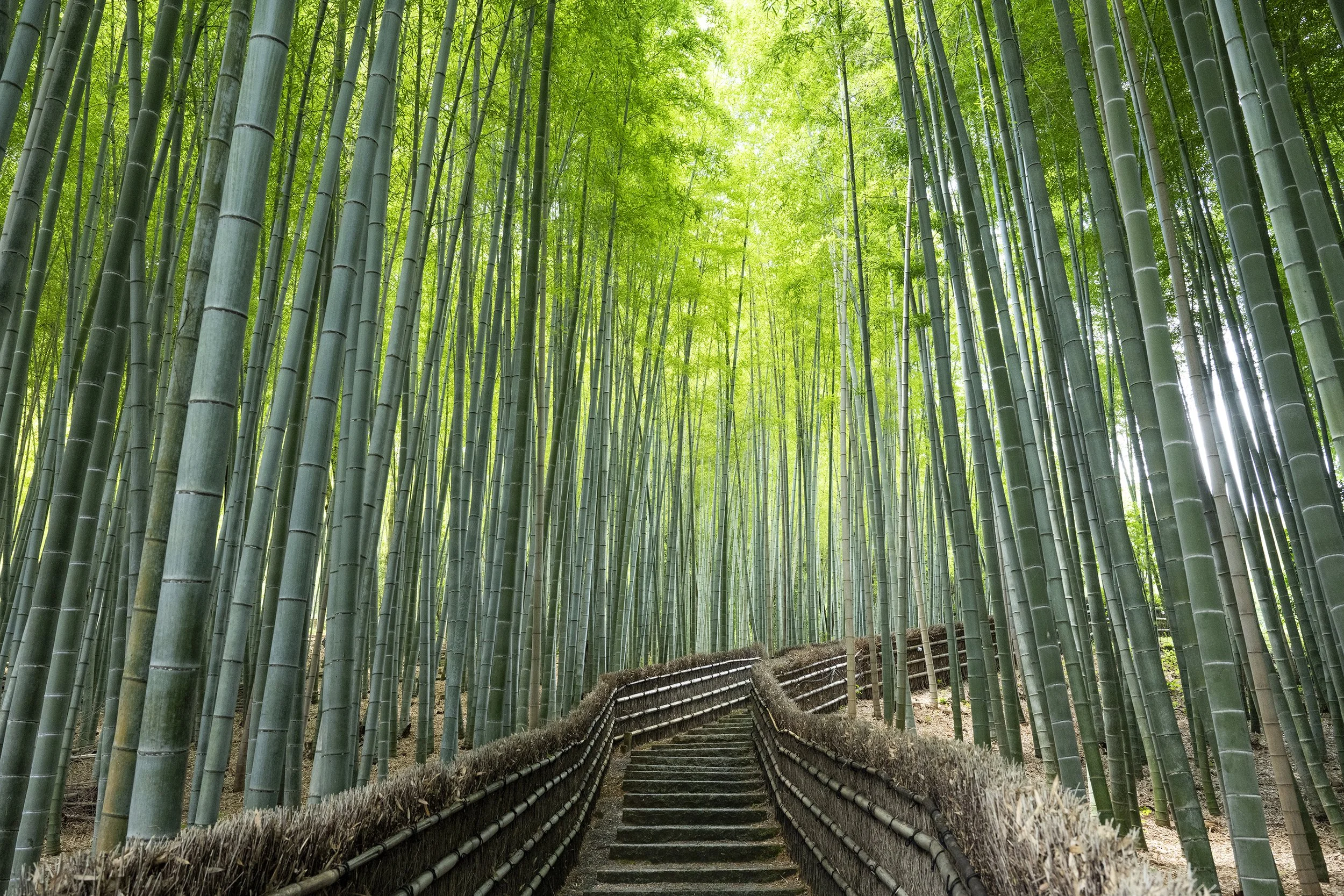 Adashino Nenbutsuji kyoto bamboo3715.jpg