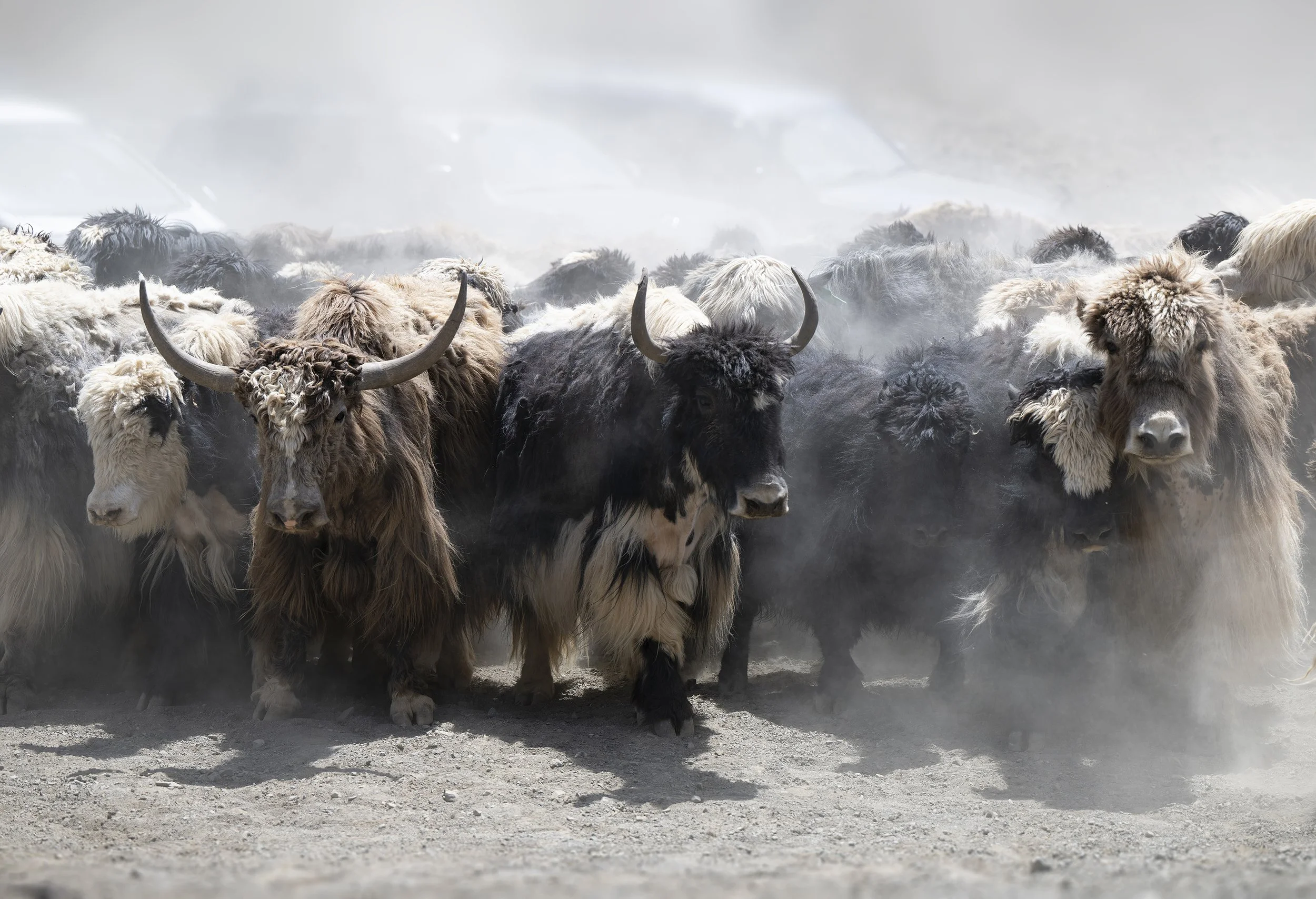 Yak Festival group0679-SharpenAI-Motion.jpg