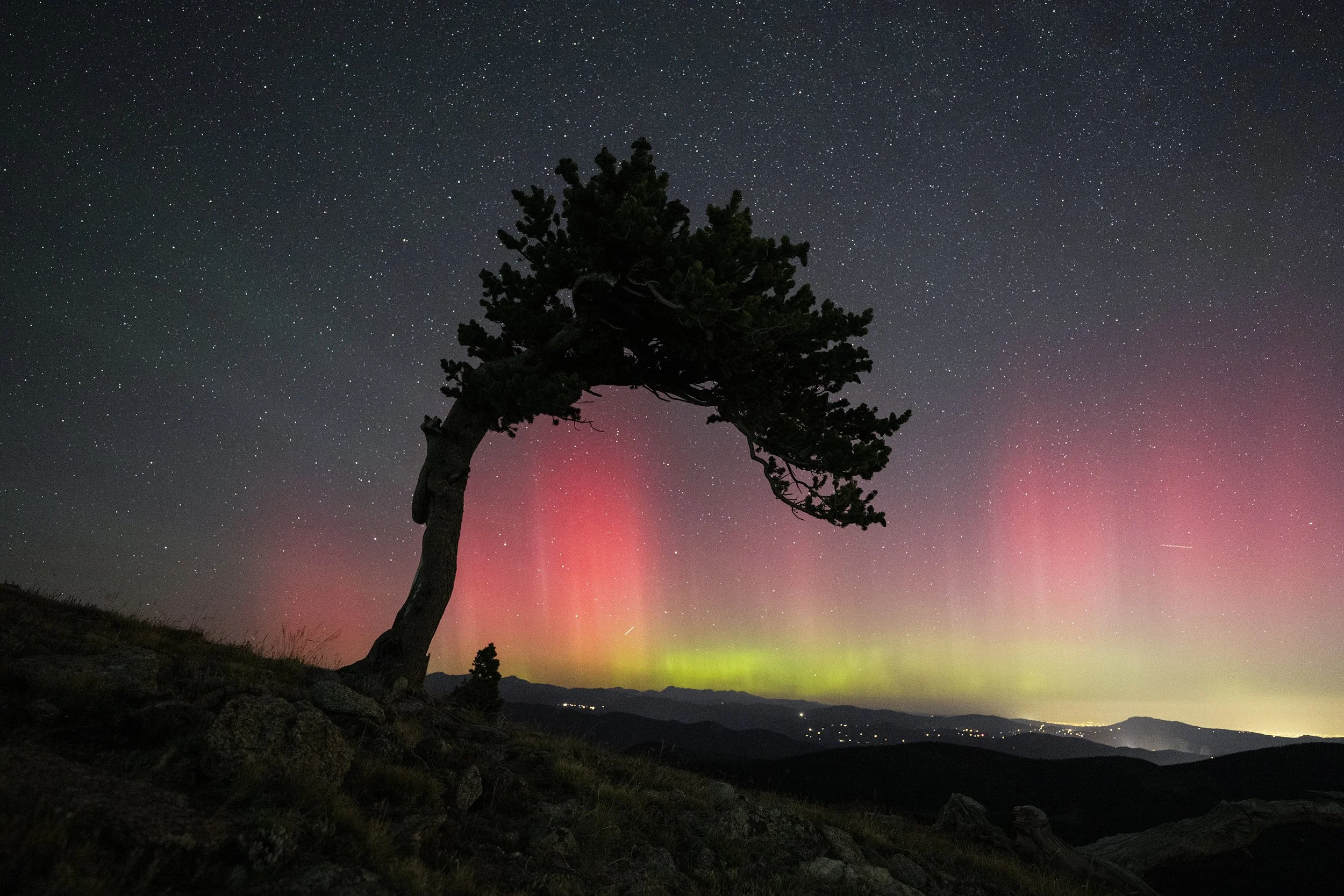 Evans Aurora tree0641.jpg