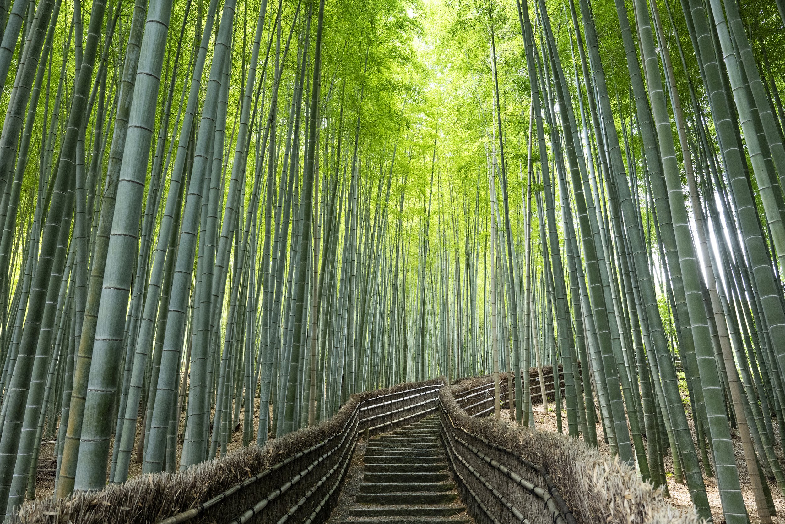 Adashino Nenbutsuji kyoto bamboo3715.jpg