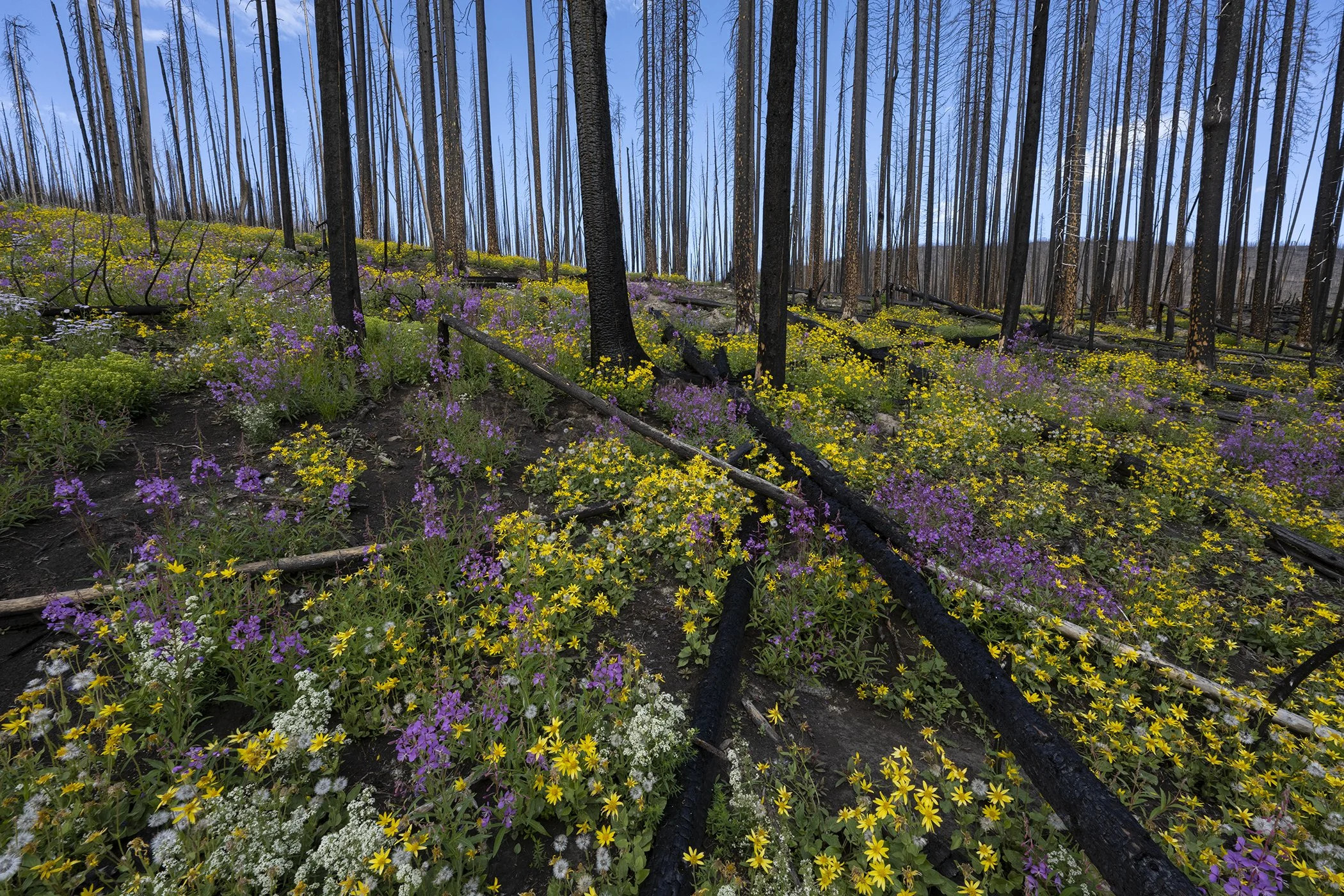 Stillwater Pass flowers logs 9363 copy.jpg