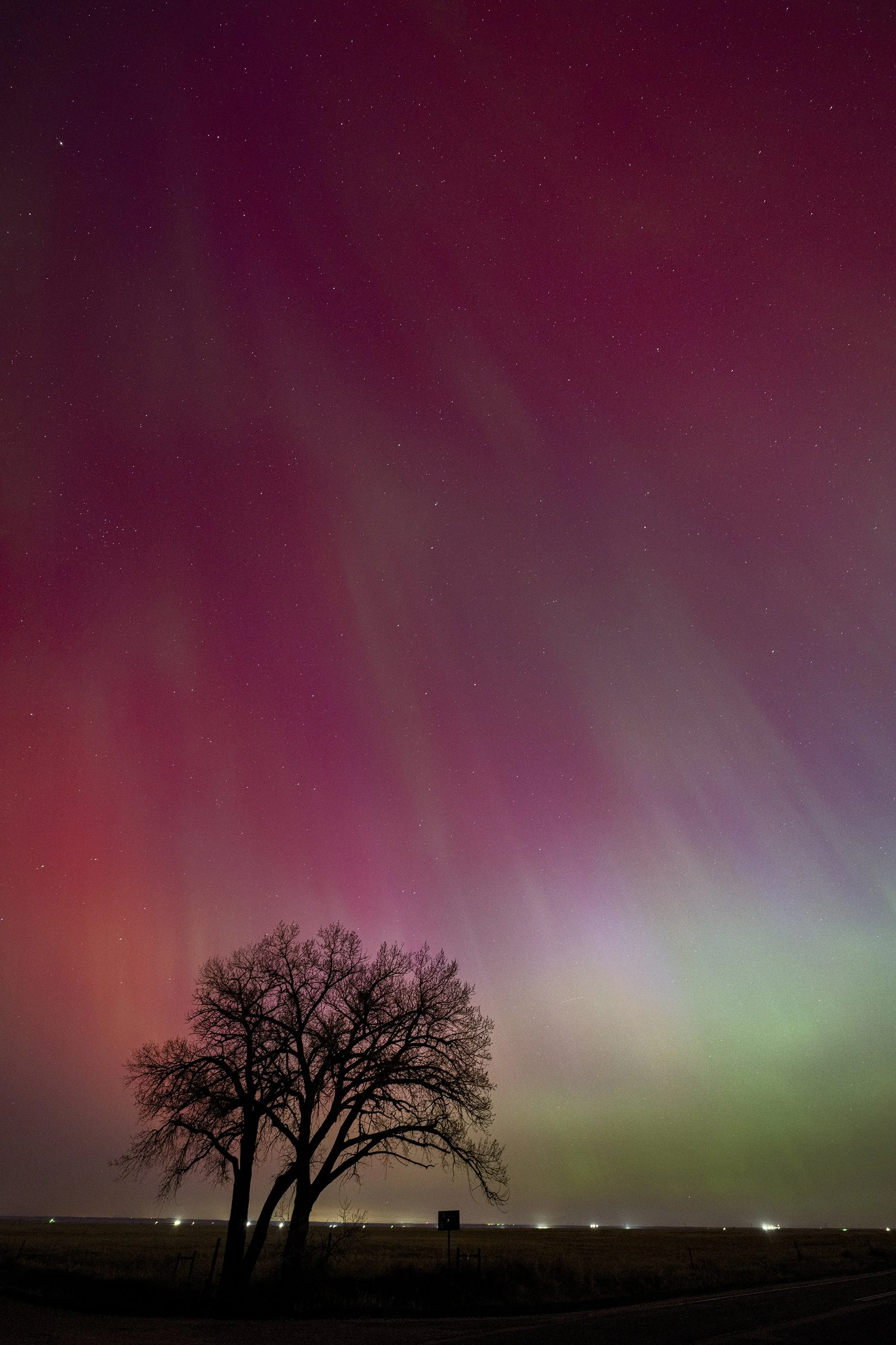 Grover tree aurora7040.jpg