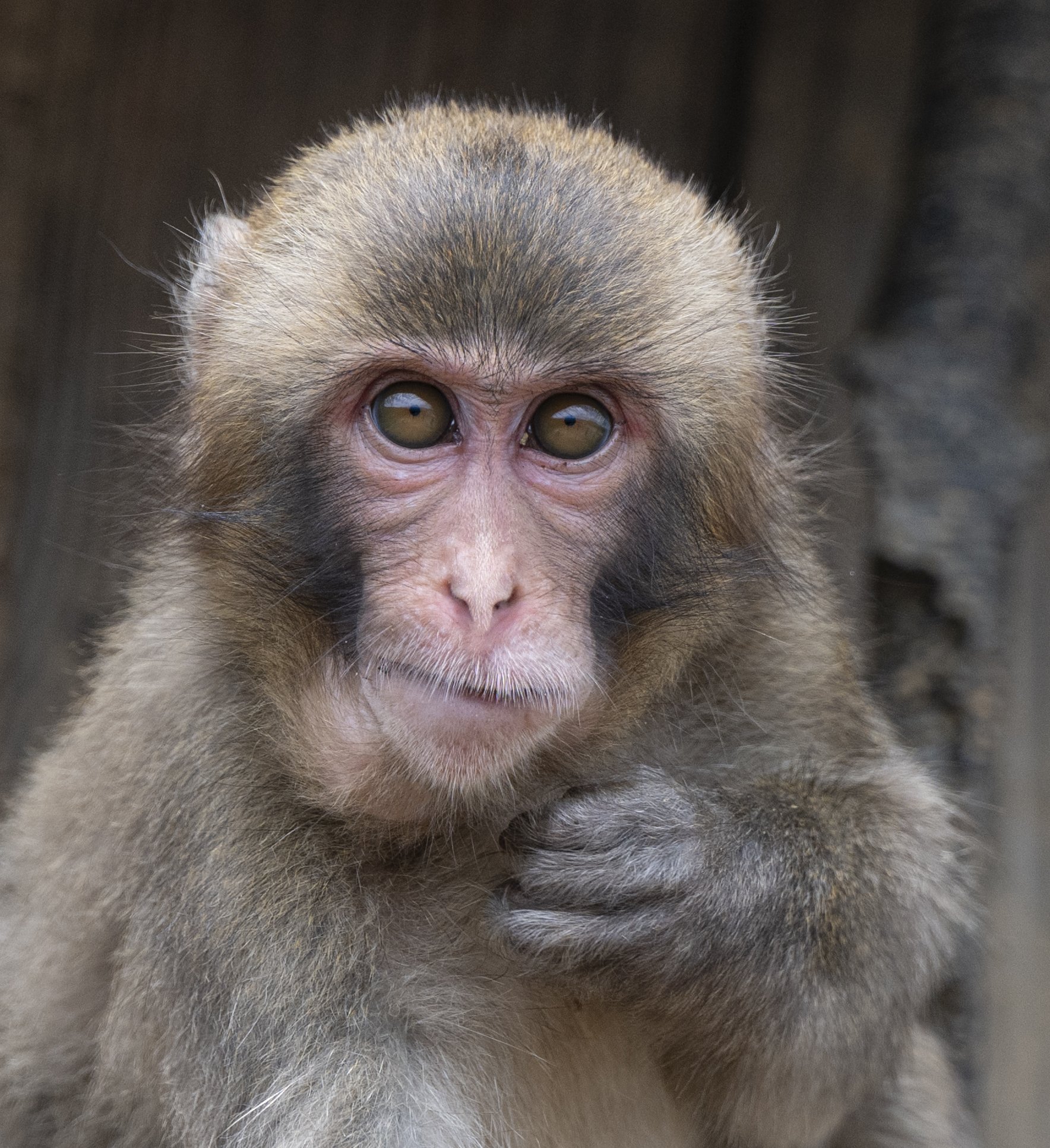Monkey park monkey posing3053.jpg