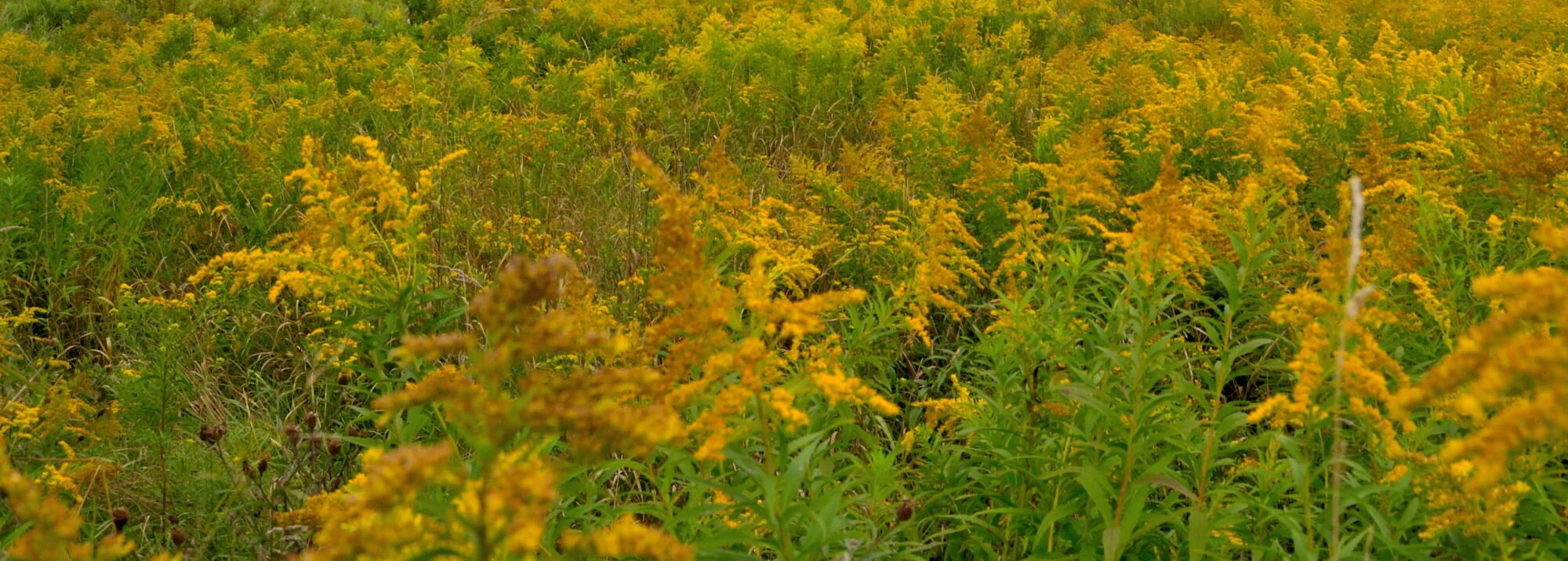Goldenrod (Solidago canadensis)