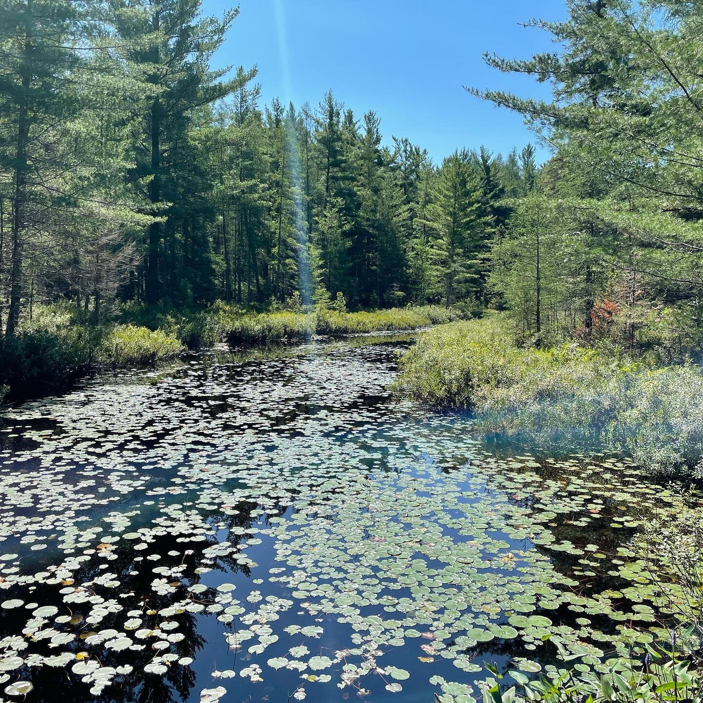 Taking a #timeout from social media to enjoy the healing power of nature. I&rsquo;m deeply grateful to be able to spend time near #freshwater and #greenspace . It does wonders for calming the nervous system, brings ease into every fibre of my being a