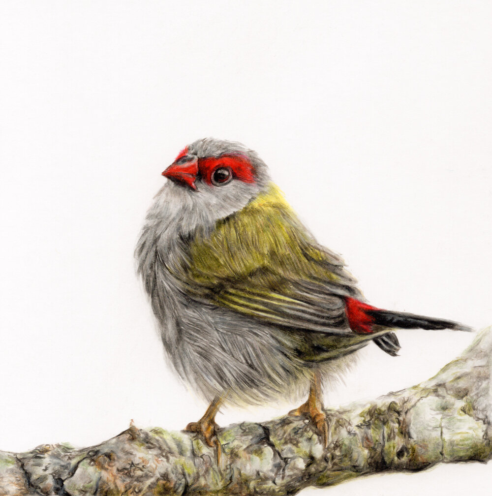 Red Banded Finch - Squarespace-1.JPG