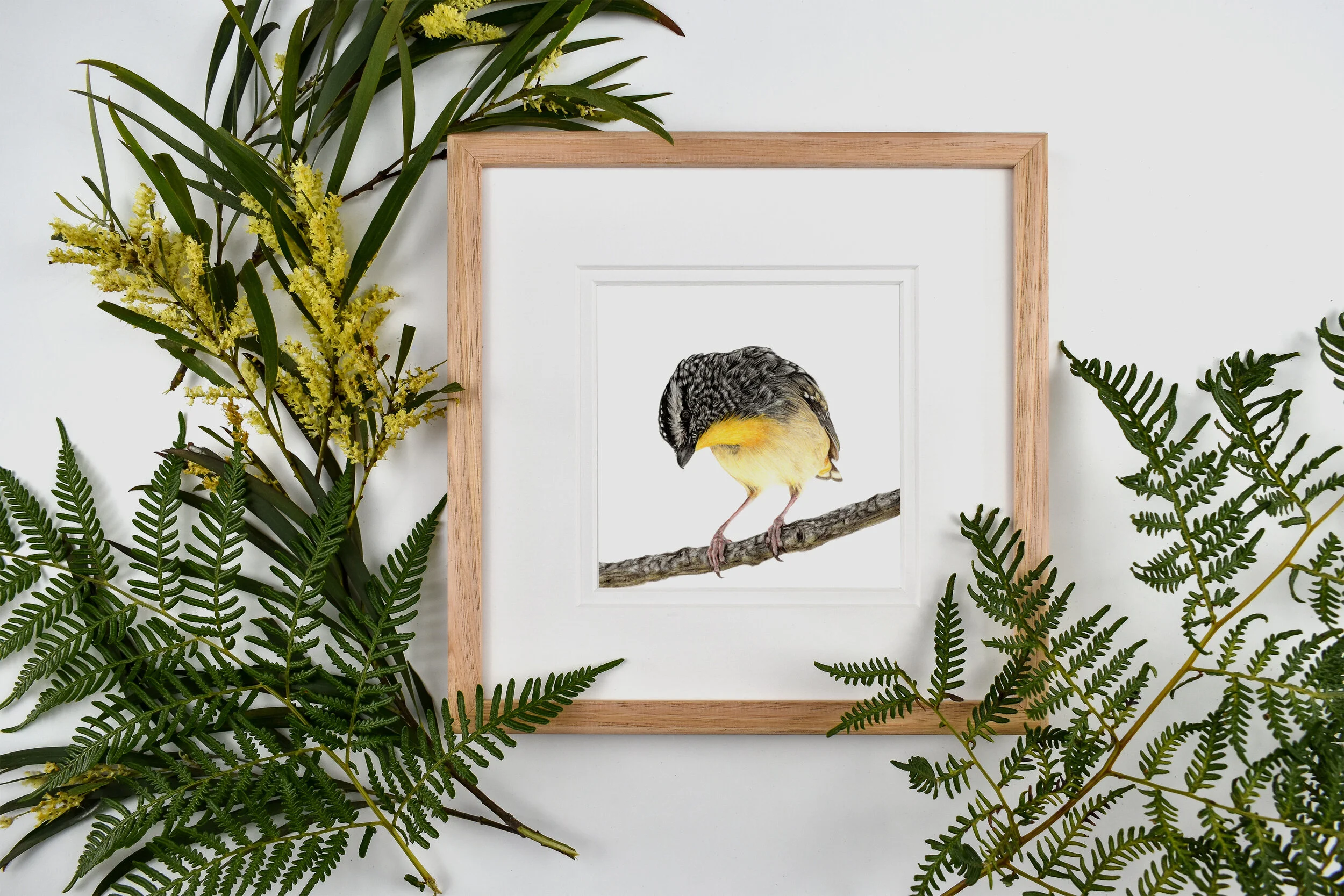 How Curious! - Spotted Pardalote - Framed 1.jpg