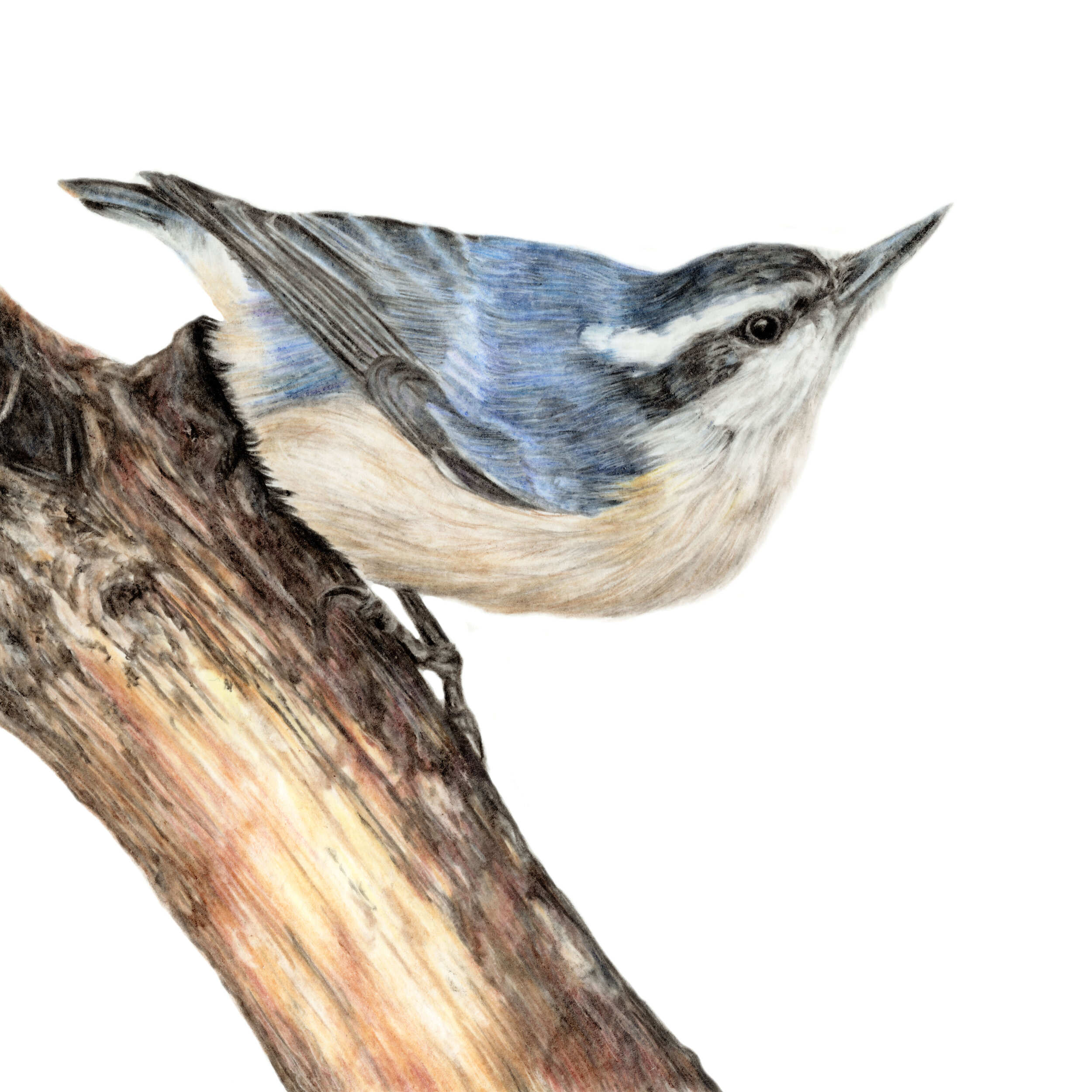 Sound of Silence - Red Breasted Nuthatch - Squarespace.jpg
