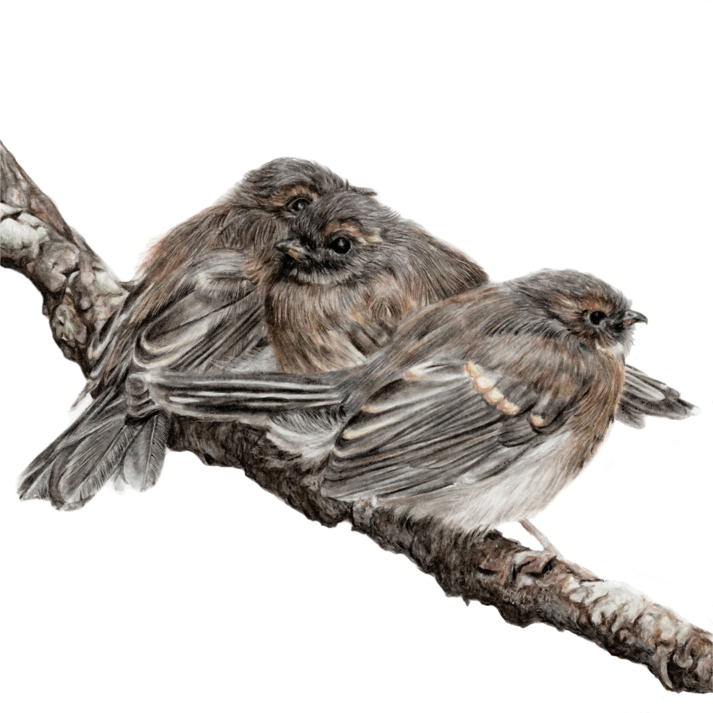 Better Together - Grey Fantail Chicks - Squarespace.jpg