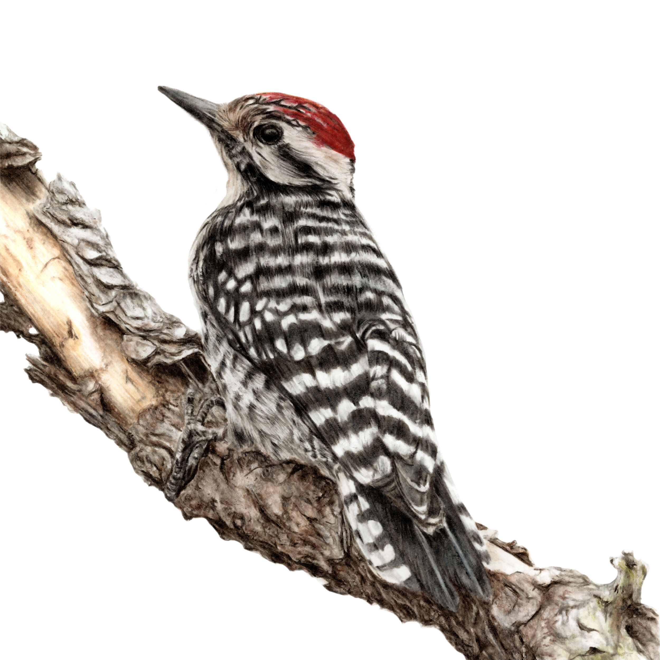 Far From Home - Ladder Backed Woodpecker - Squarespace.jpg