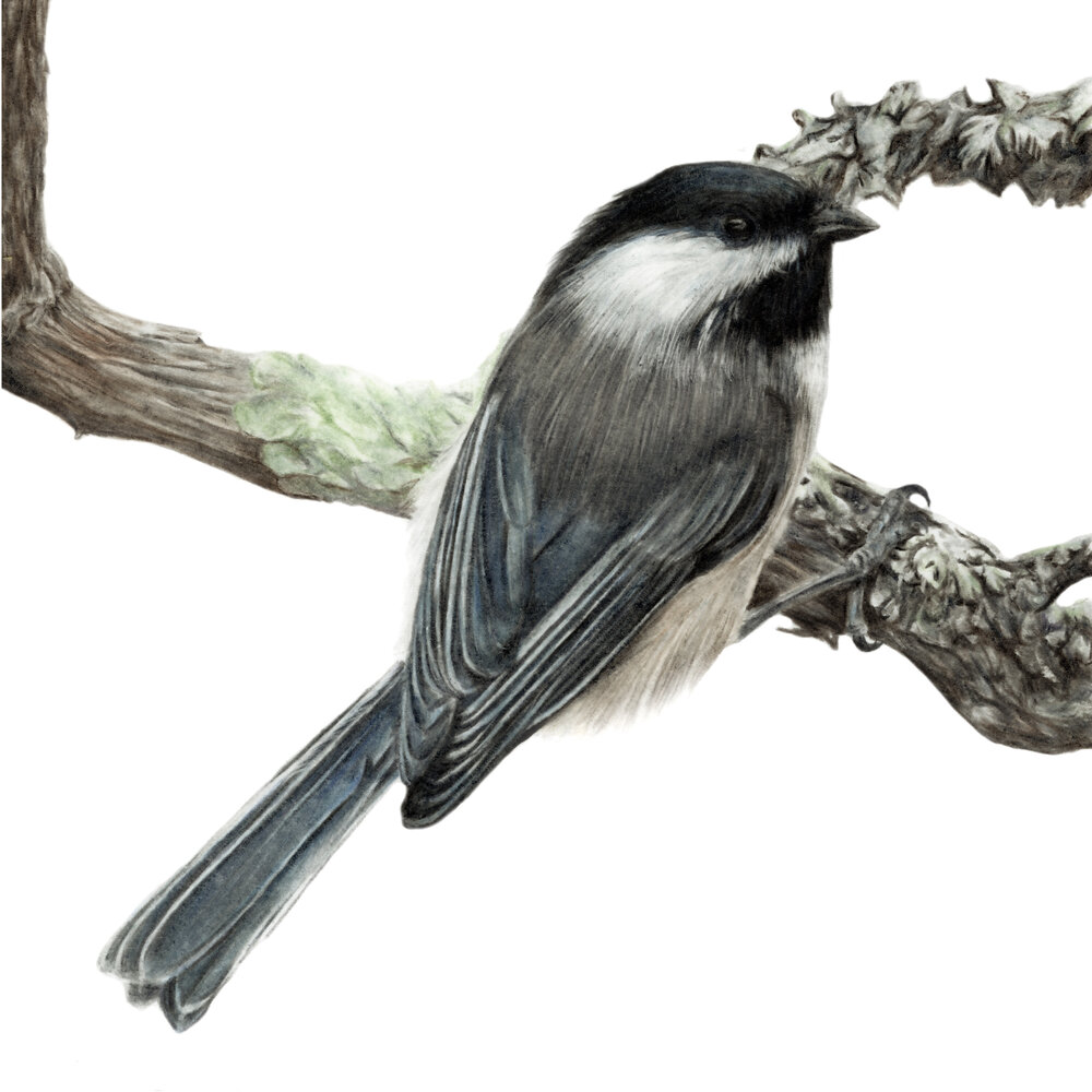 Hope is the Thing With Feathers - Chickadee - Squarespace.jpg