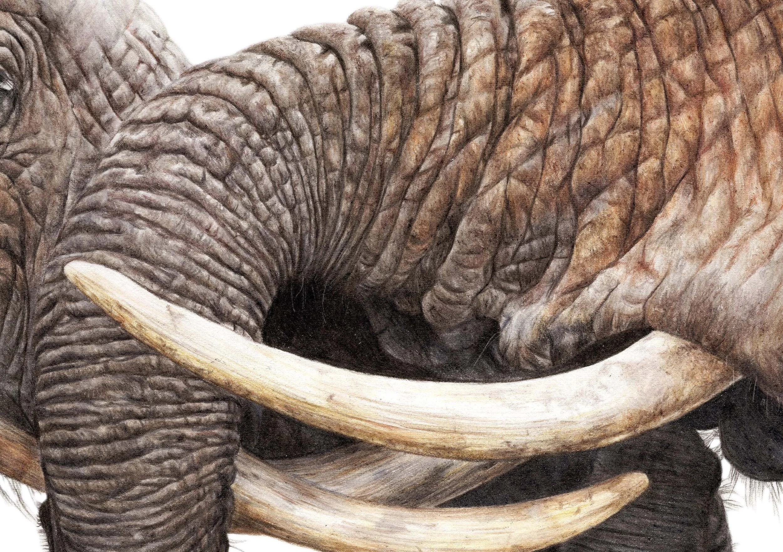 Elephants - Detail 1.jpg