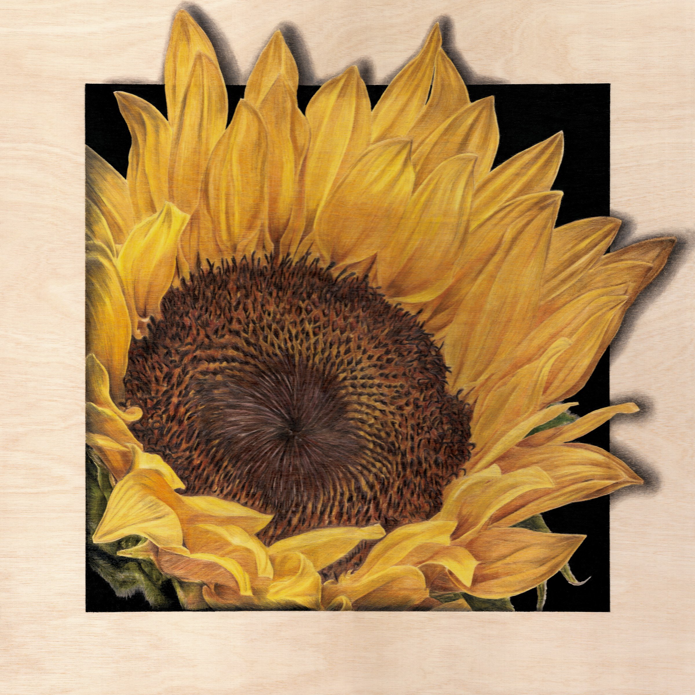 %22Zenith%22 - Sunflower (Squarespace).jpg