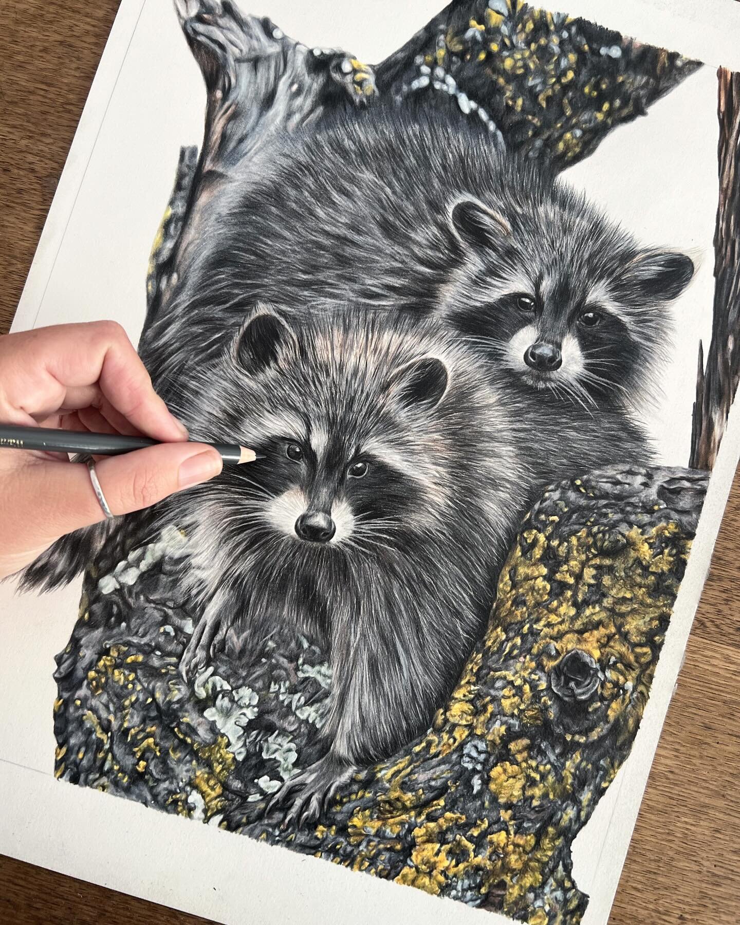 I lived in the bush in Ontario until I was nearly nine years old, surrounded by garter snakes, deer, moose, heron, black bears, squirrels, and of course - raccoons. 

They get into everything - and I mean EVERYTHING with their grabby little hands, an