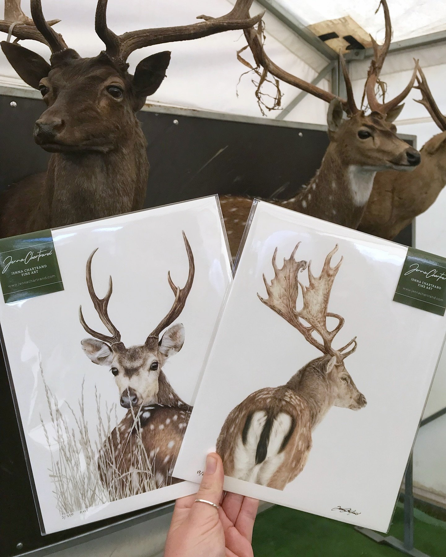 Went for a wander down to the @australiandeer tent across the road  from me with a couple of my coloured pencil stag limited edition prints 🦌 

I think they look pretty good together, what do you think?