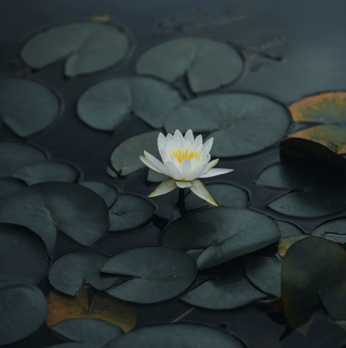Foundations of Fertility