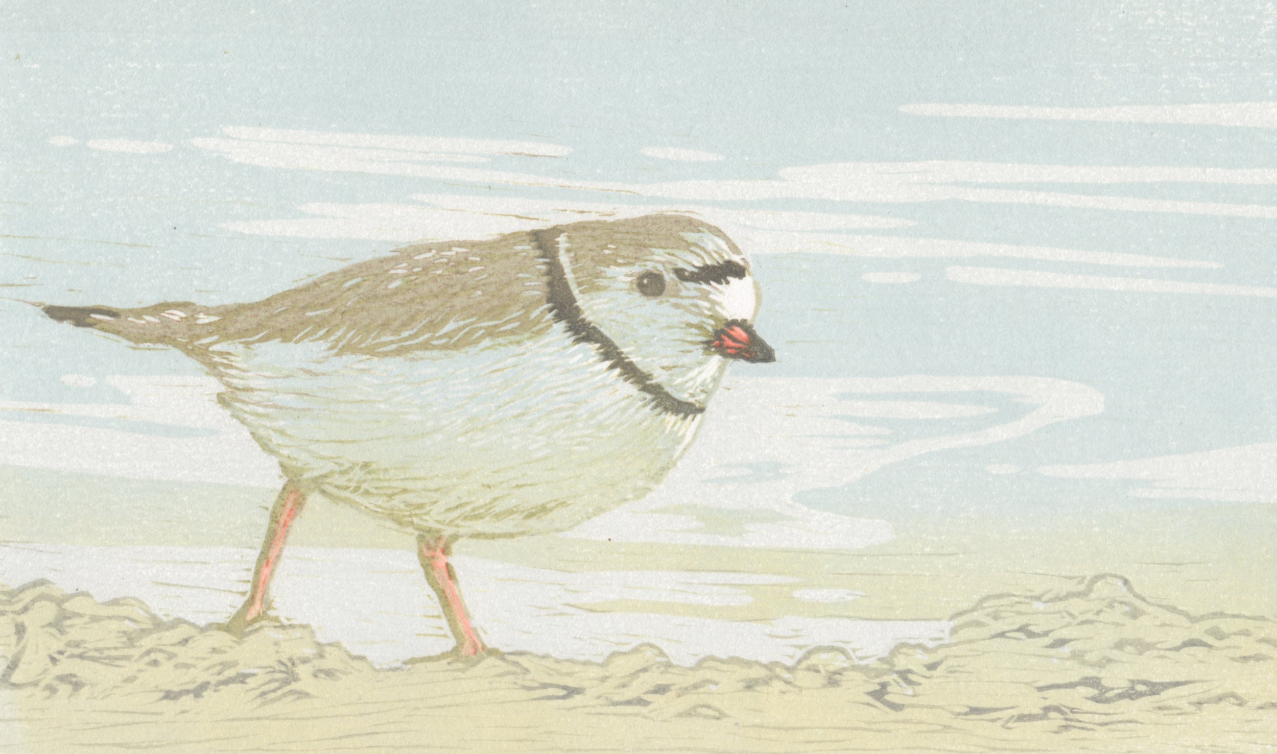 Piping Plover