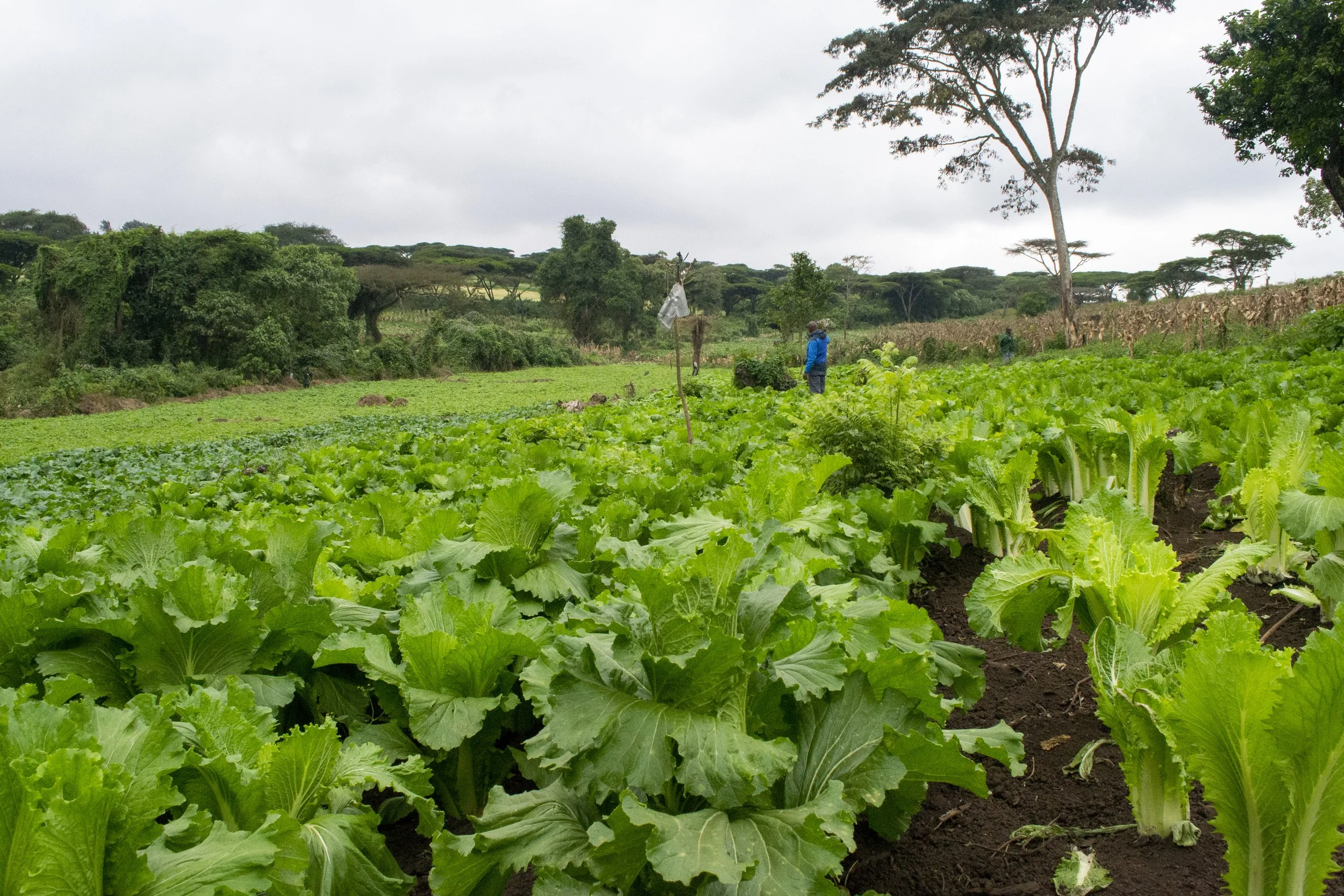 Another woman's successful farm.