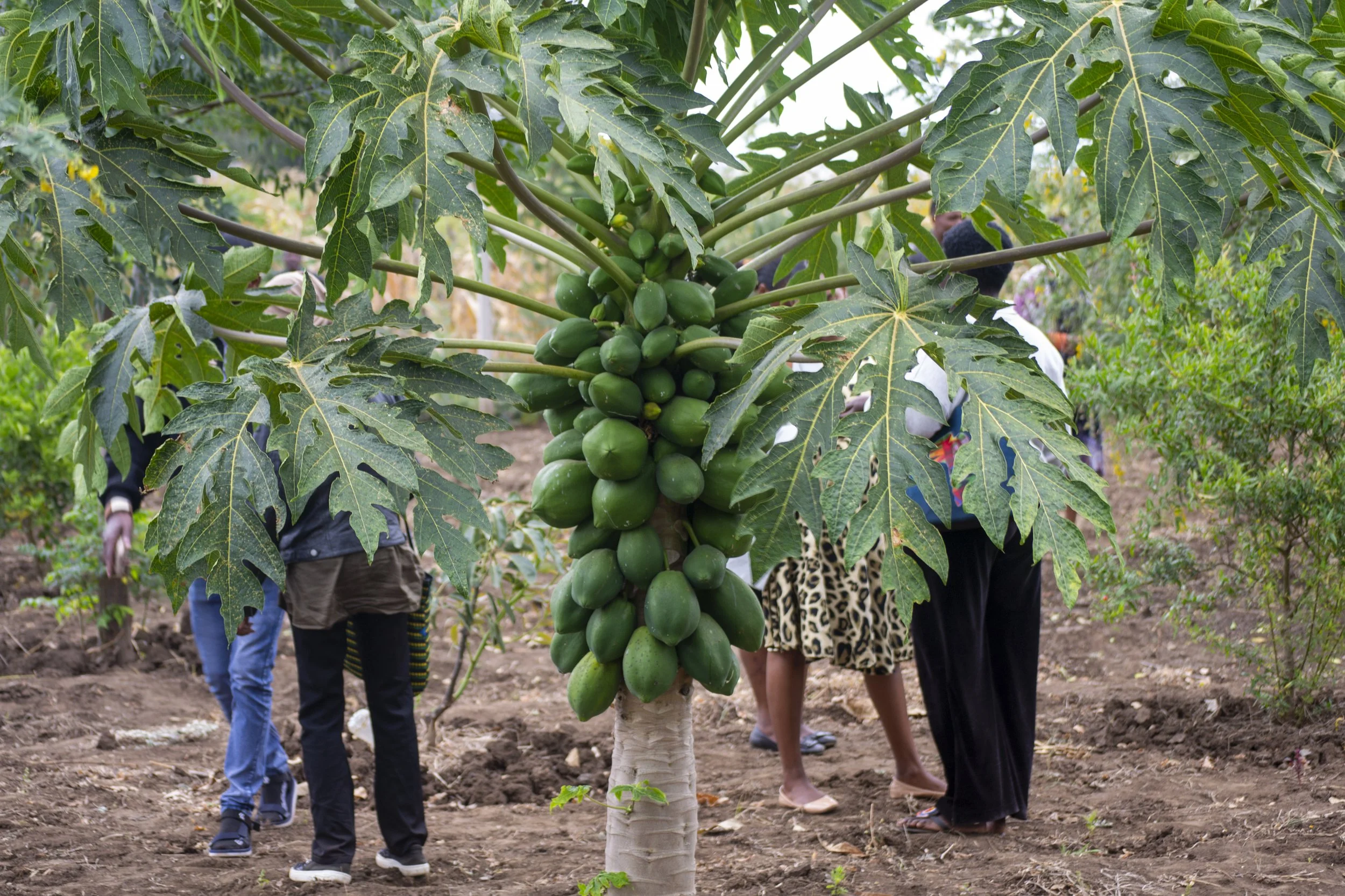 A fruitful papaya tree from one of our beneficiaries' garden plots.