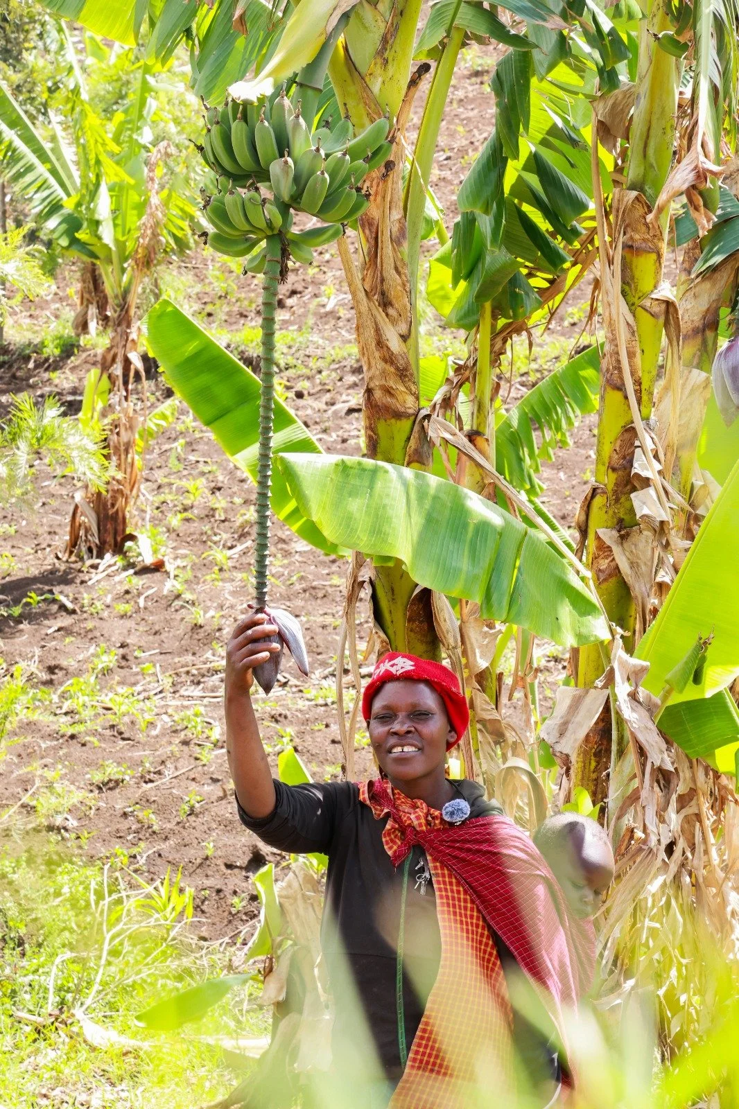 One of Naomi Liomom's many banana trees.