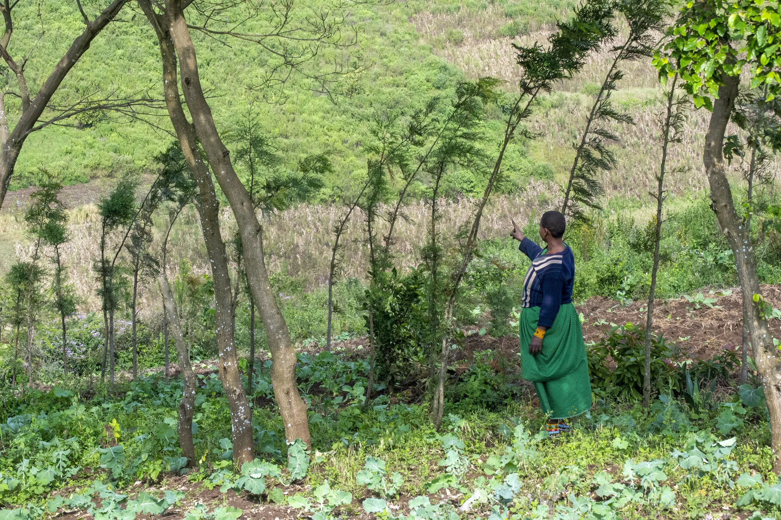 A woman shows off her trees in her agroforestry plot.