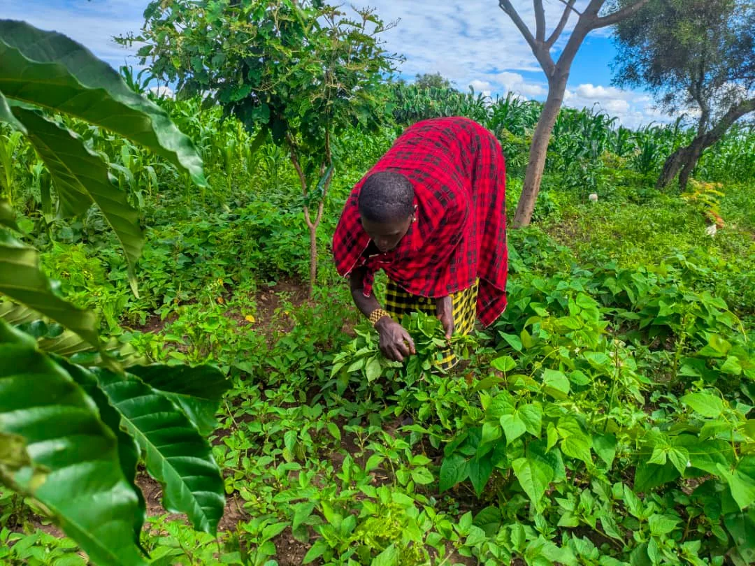 One of our beneficiaries' thriving gardens.