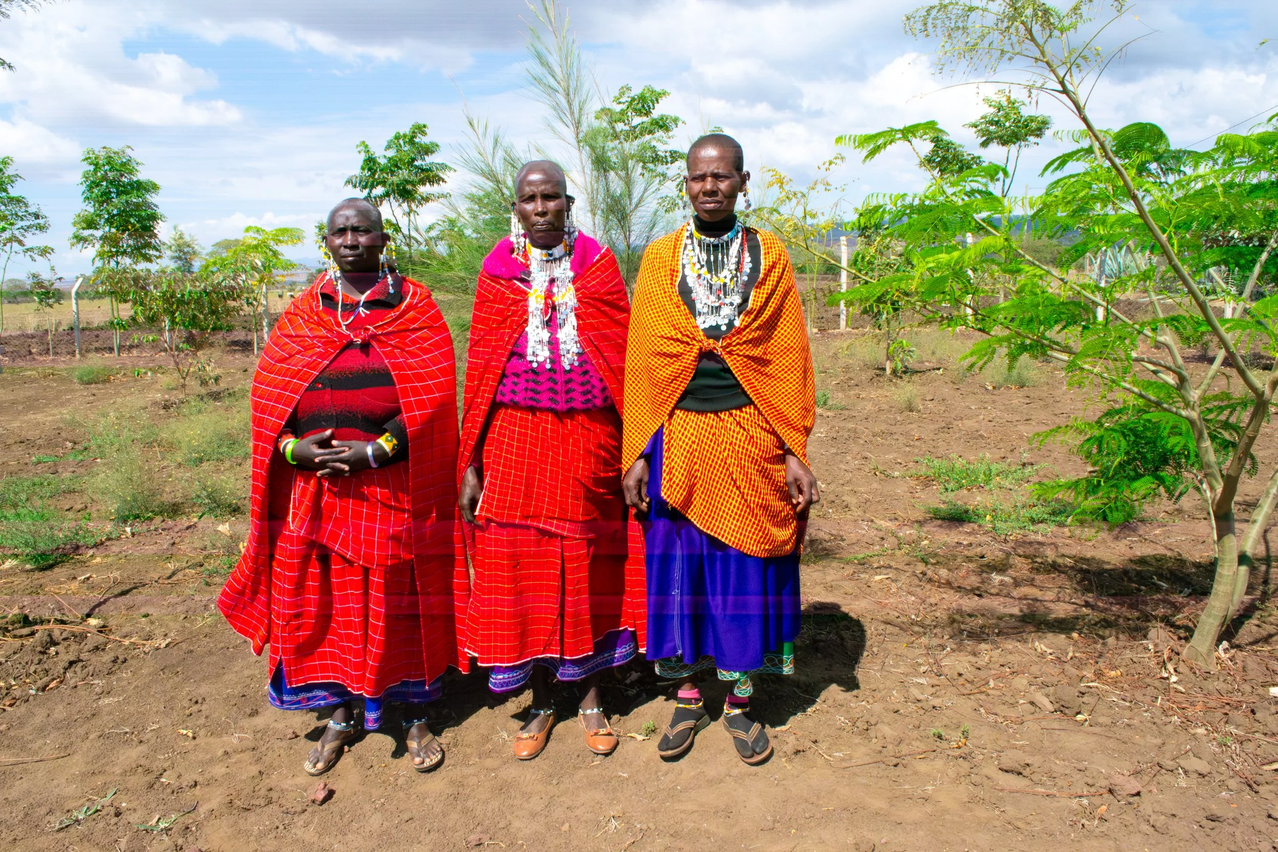 Women from one of our groups amongst the trees they have planted.
