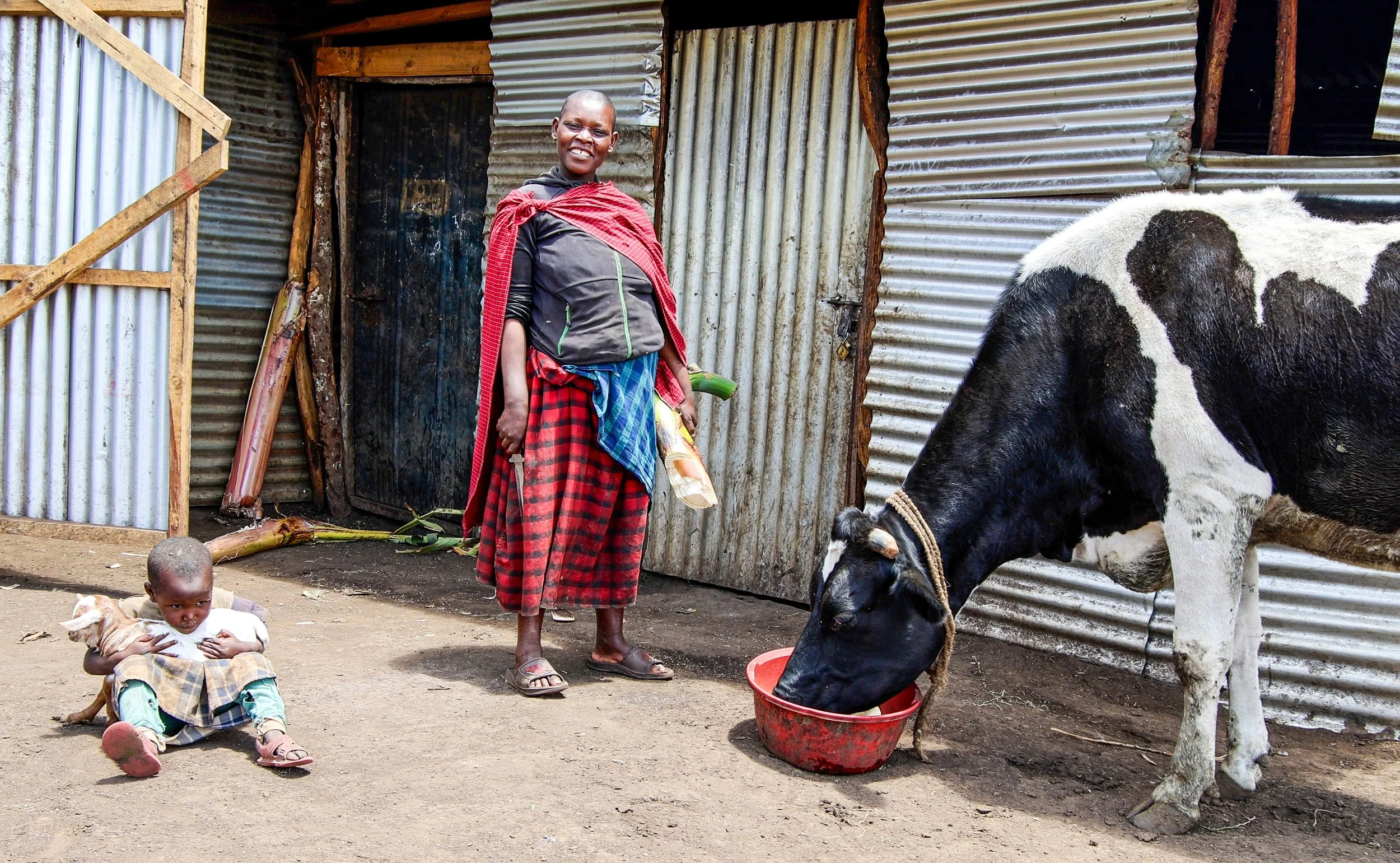 Naomi Liomom bought a cow from the proceeds of her successful agroforestry banana business. She is now gaining revenue from dairy sales and plans to buy a second cow to bolster her business.